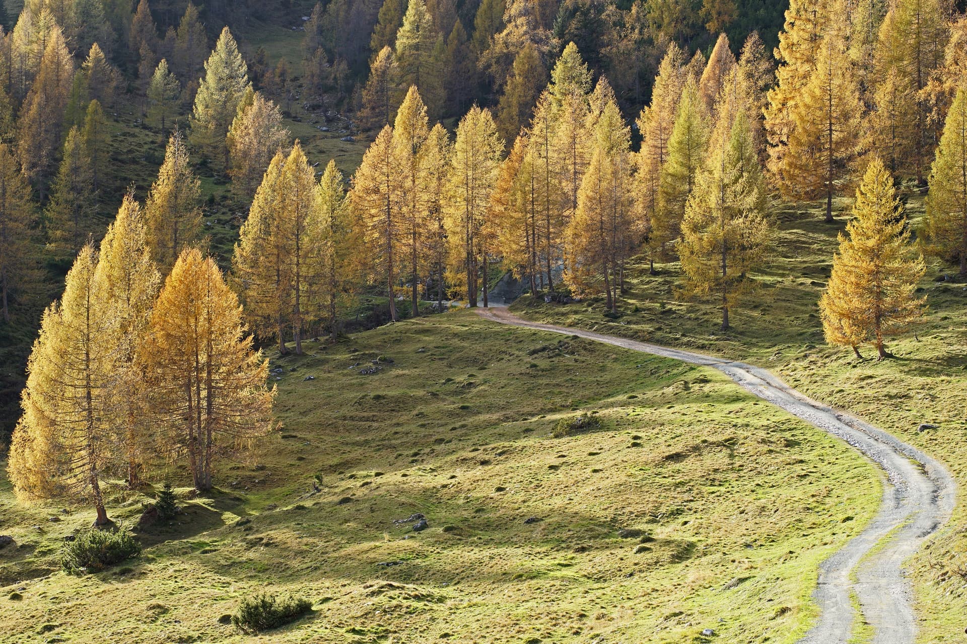 Winding dirt road through grassy alpine field with golden larch trees in autumn