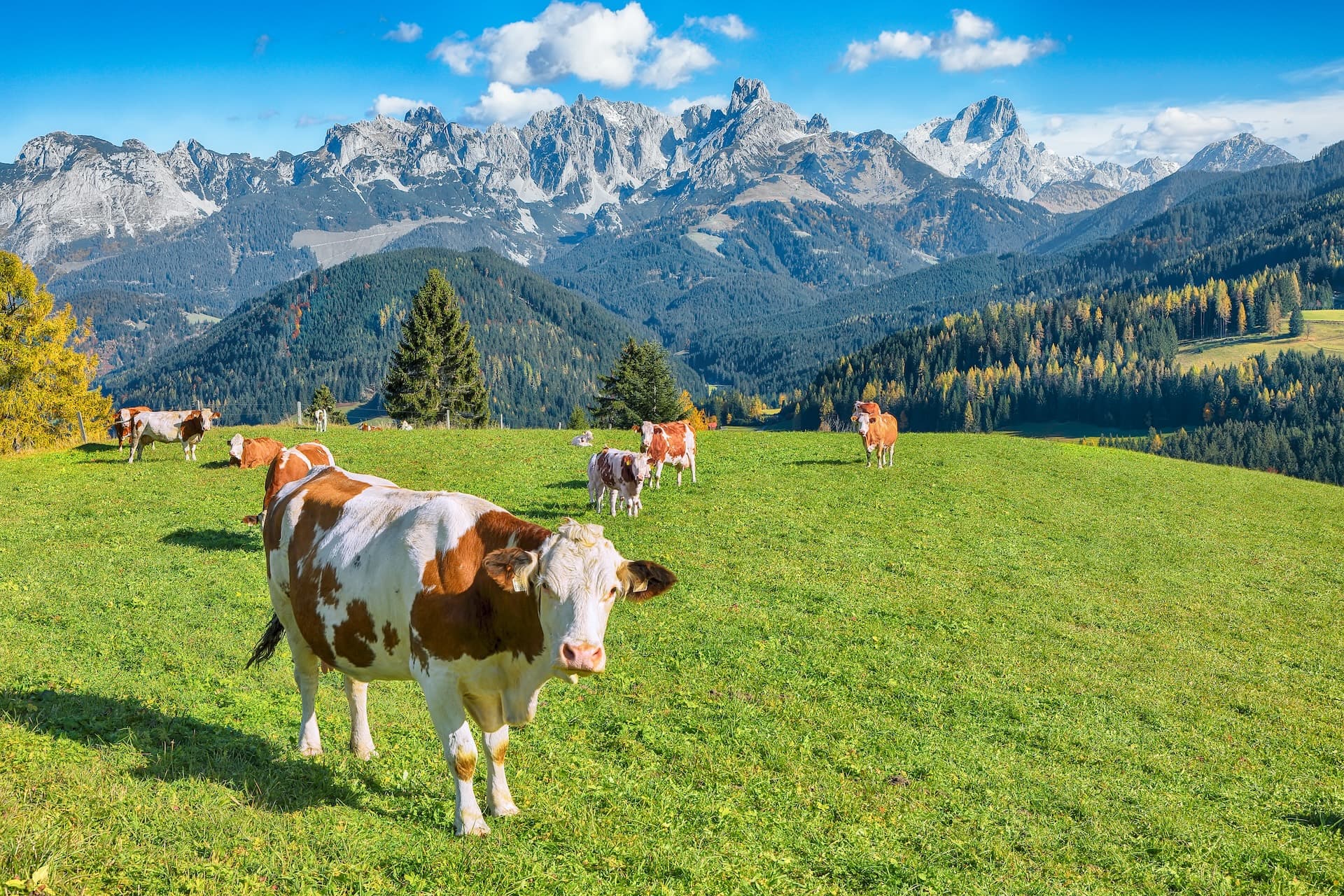 Cows grazing on green alpine meadow with St. Martin am Tennengebirge mountains in background