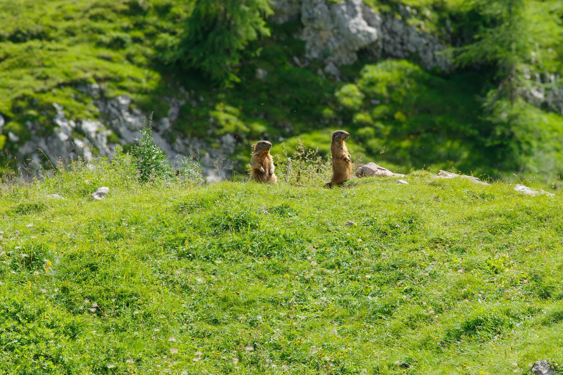 Two alpine marmots standing upright on a grassy slope below rocky, green mountains.