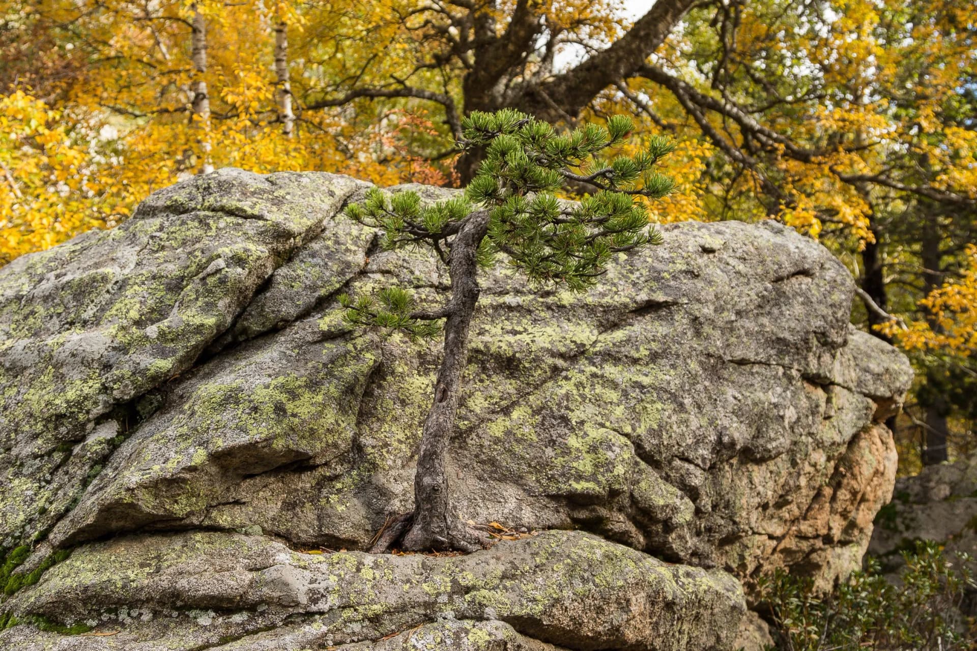 A pine tree growing on a stone in “Parc Nacional d’Aigüestortes” near “Estany Llong” (Llong lake). Pyrenees of Catalunya. Spain