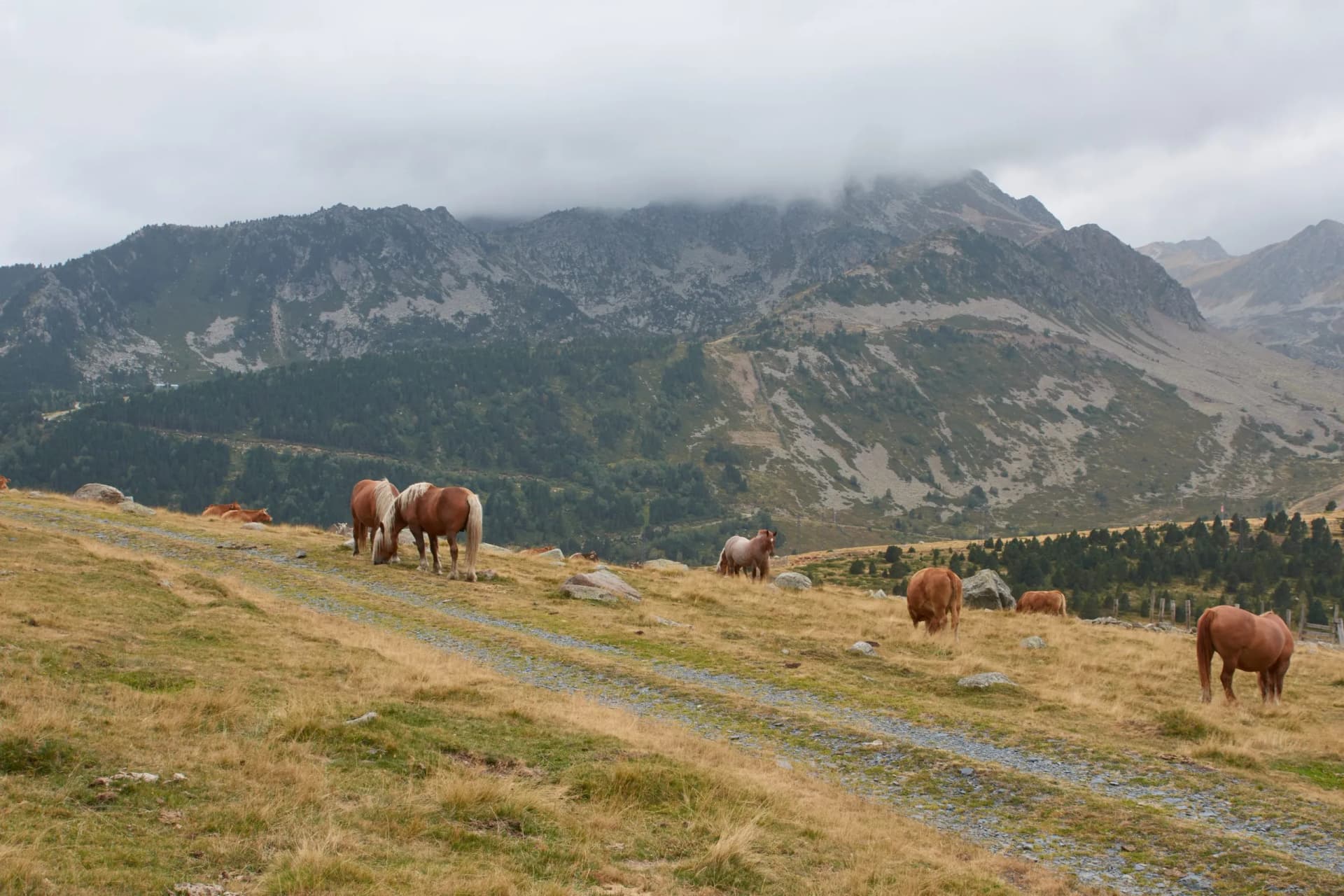 zone de pastoralisme dans les pyrénées