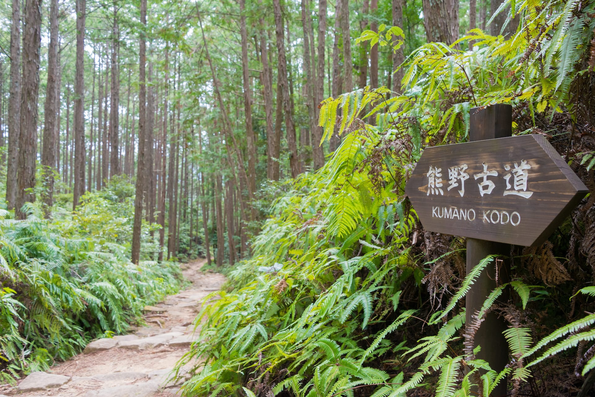 Wooden Kumano Kodo signpost on a hiking trail through a dense forest with tall trees.