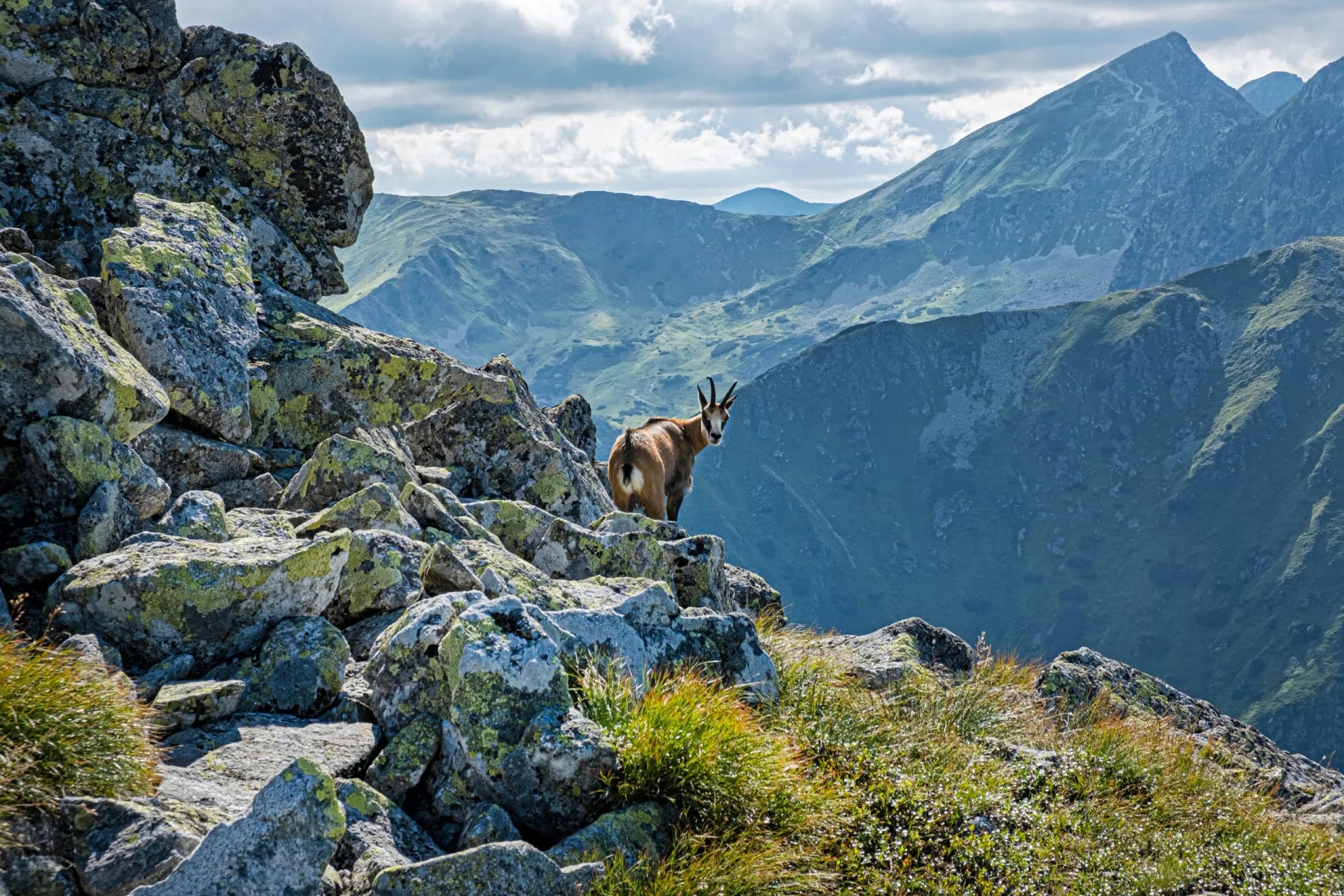 Tatra chamois (Rupicapra rupicapra tatrica) in Western Tatras, Slovakia