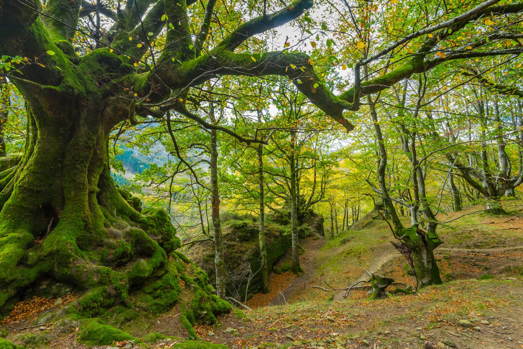Stig i skogen i Otzarreta bergspark på hösten