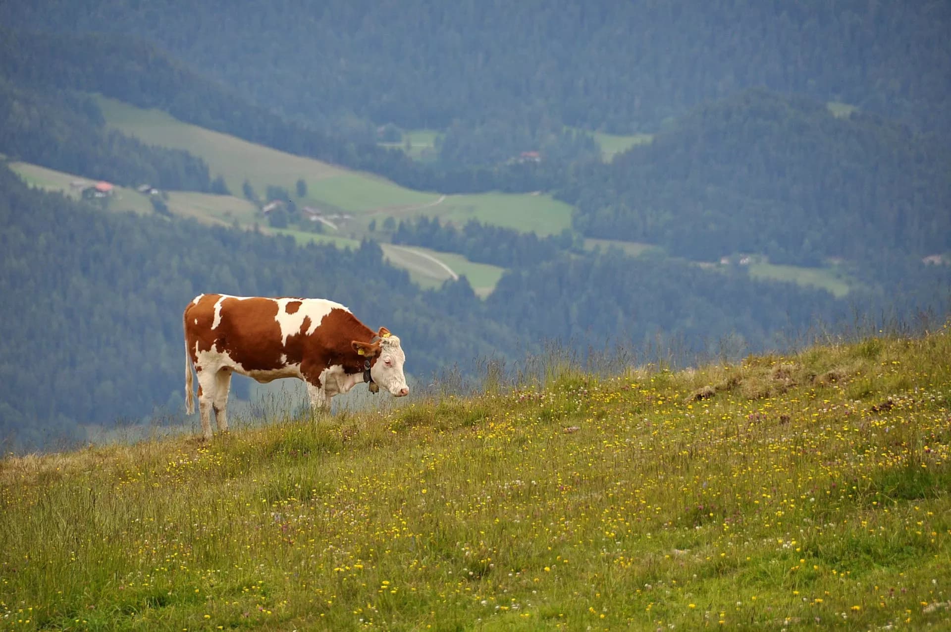 Ellmau am wilden Kaiser in Tirol, Going am wilden Kaiser