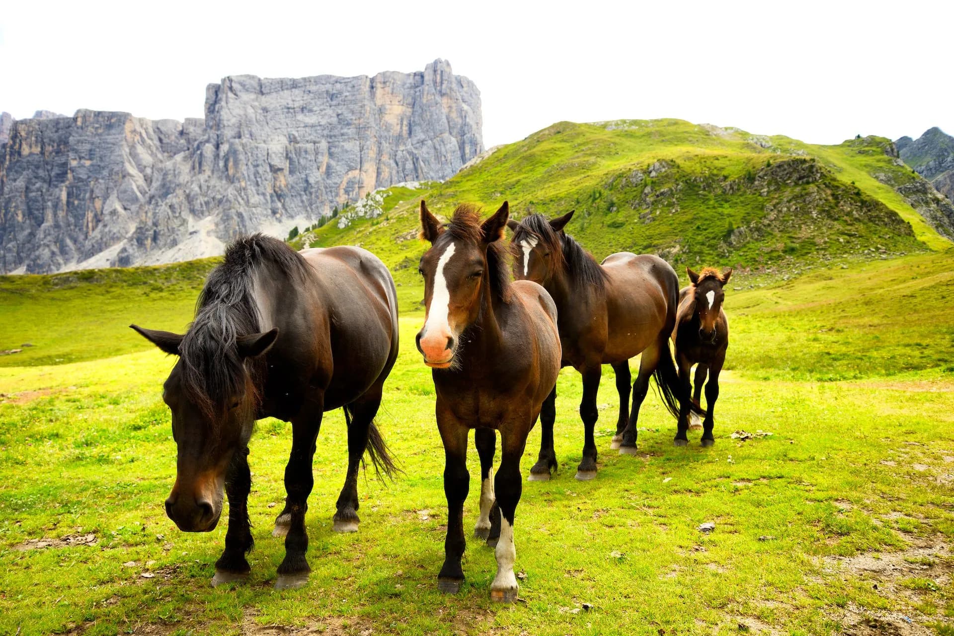 Horses grazing in green meadow with Dolomites mountain range backdrop