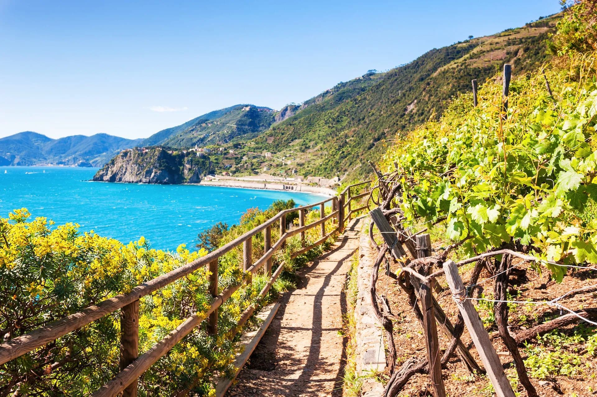 Hiking path along vineyard overlooking turquoise Mediterranean coastline near Cinque Terre.