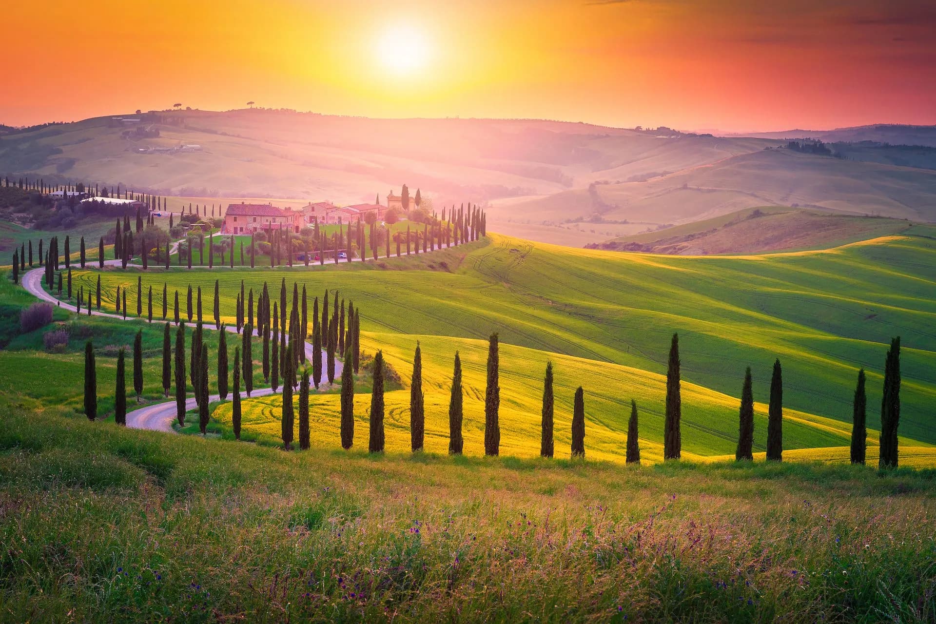 Winding road lined with cypress trees through rolling green hills at sunset in Tuscany