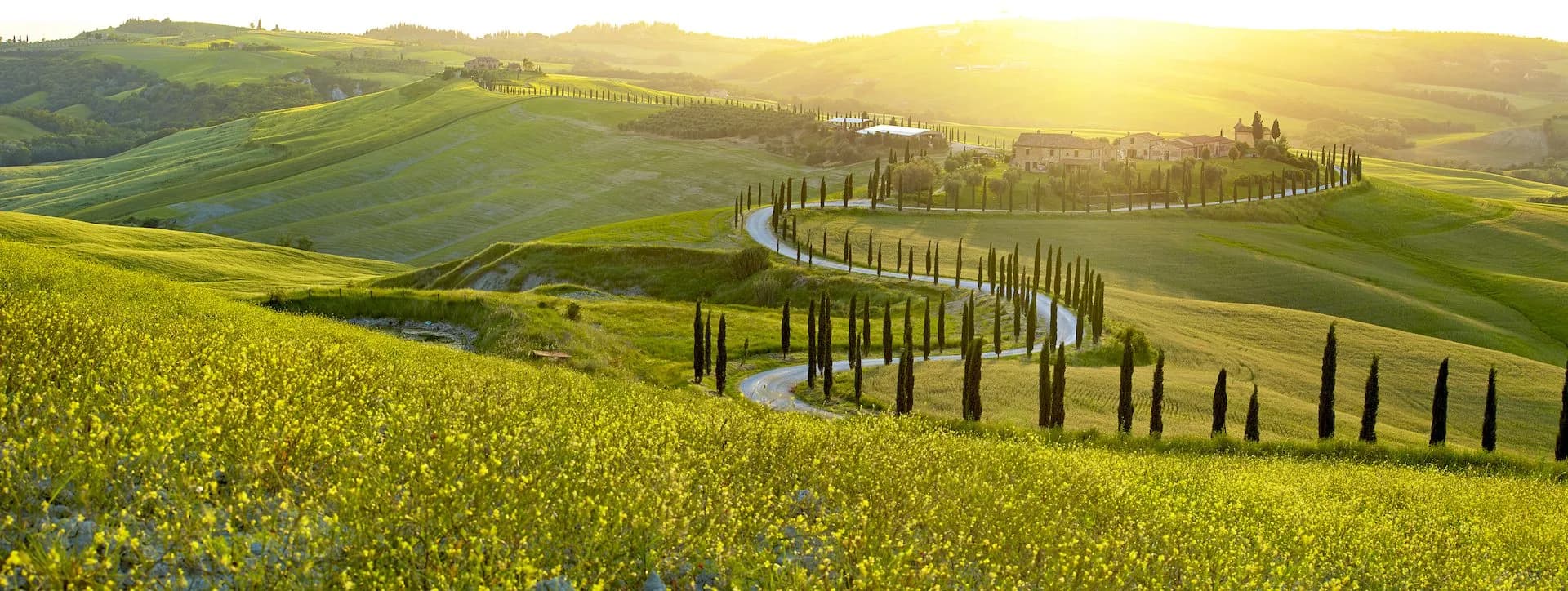 Winding road lined with cypress trees through rolling green hills in Tuscany at sunset