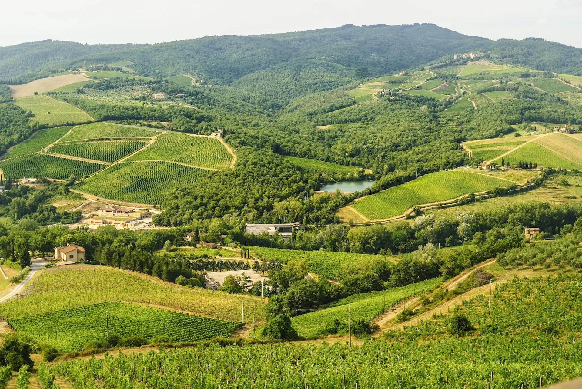 Rolling green hills with vineyards and forests near Radda in Chianti, Tuscany.