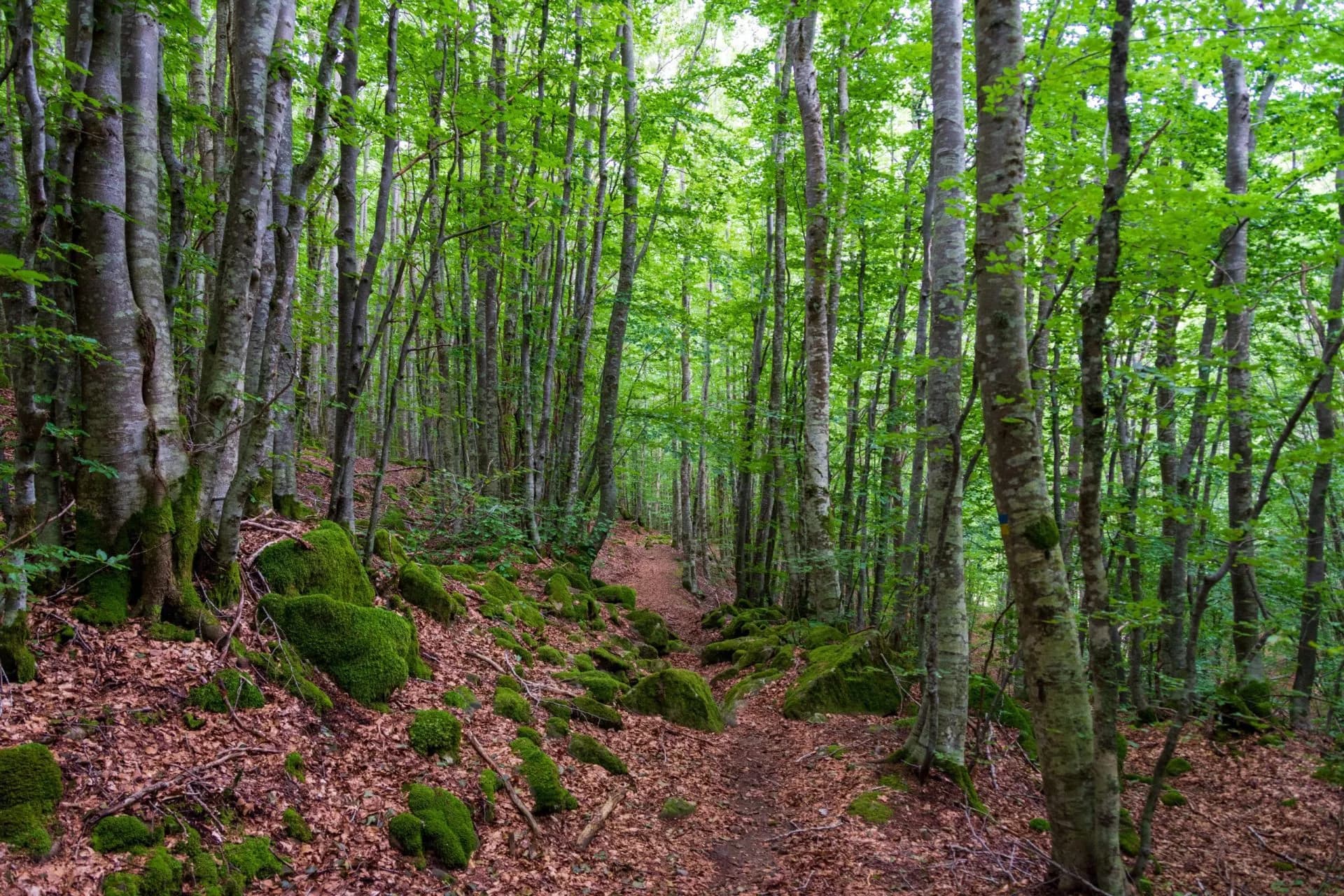 Hiking trail through dense forest with mossy rocks and bright green canopy in Orecchiella National Park.