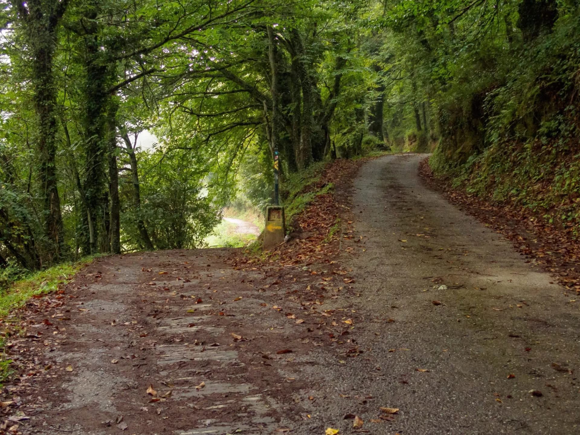 Camino waymark at a dirt road fork in a lush green patch of forest - Triacastela, Galicia, Spain