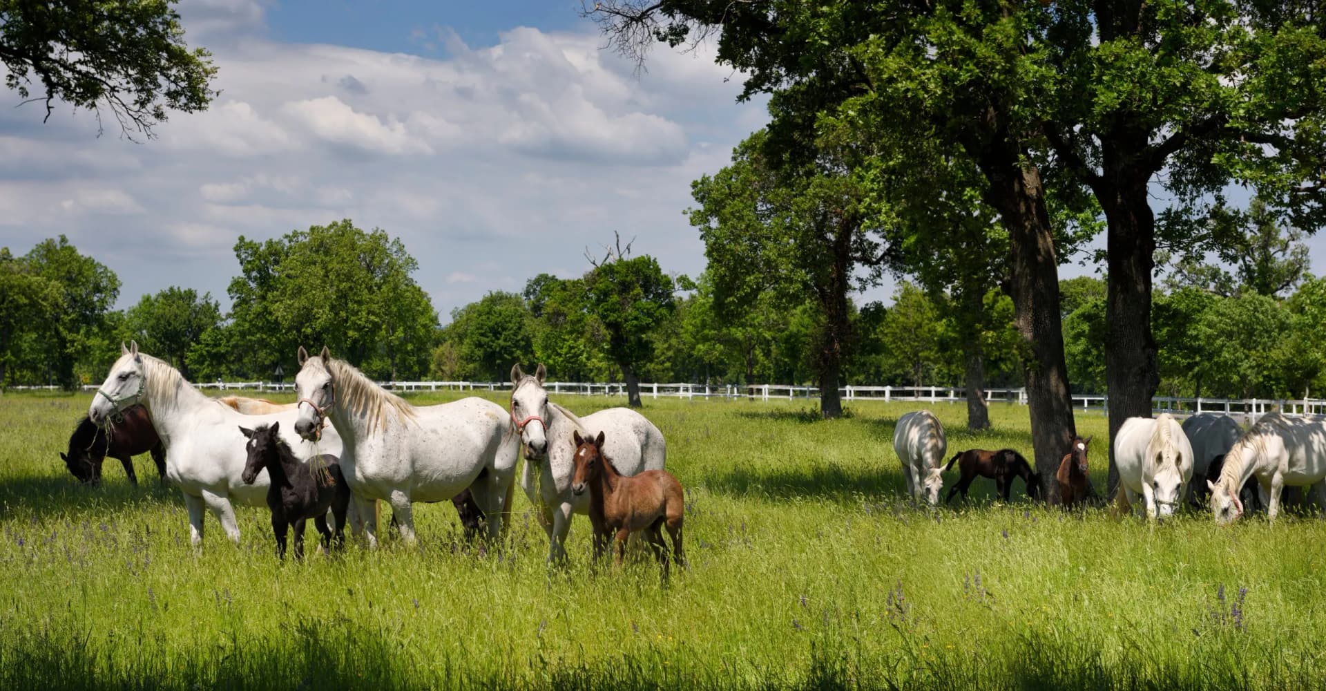 White Lipizzaner mares with dark foals grazing in a lush meadow at Lipica Stud Farm.