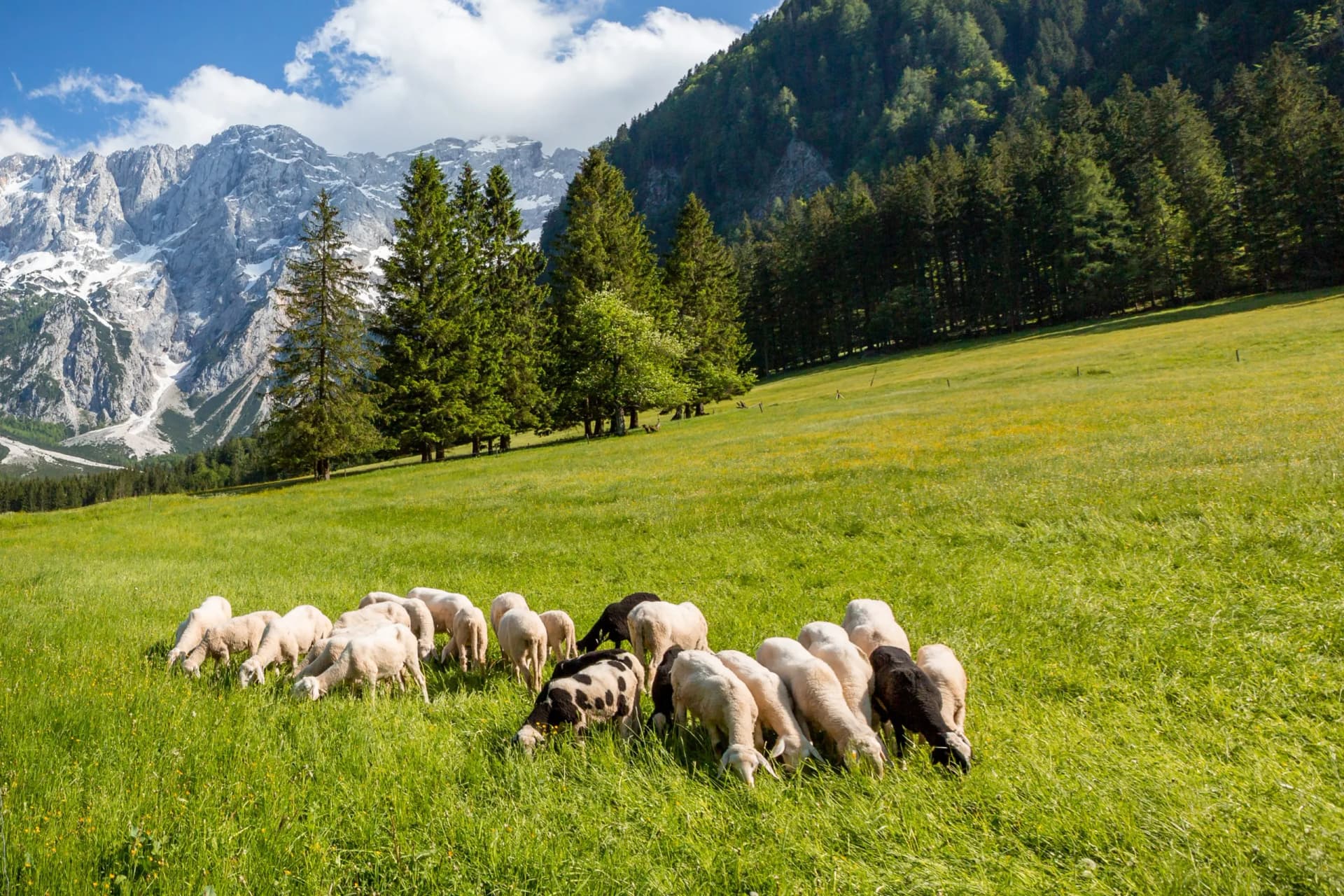 Sheep grazing in a bright green meadow with snow-capped mountains and pine forests in Zgornje Jezersko.