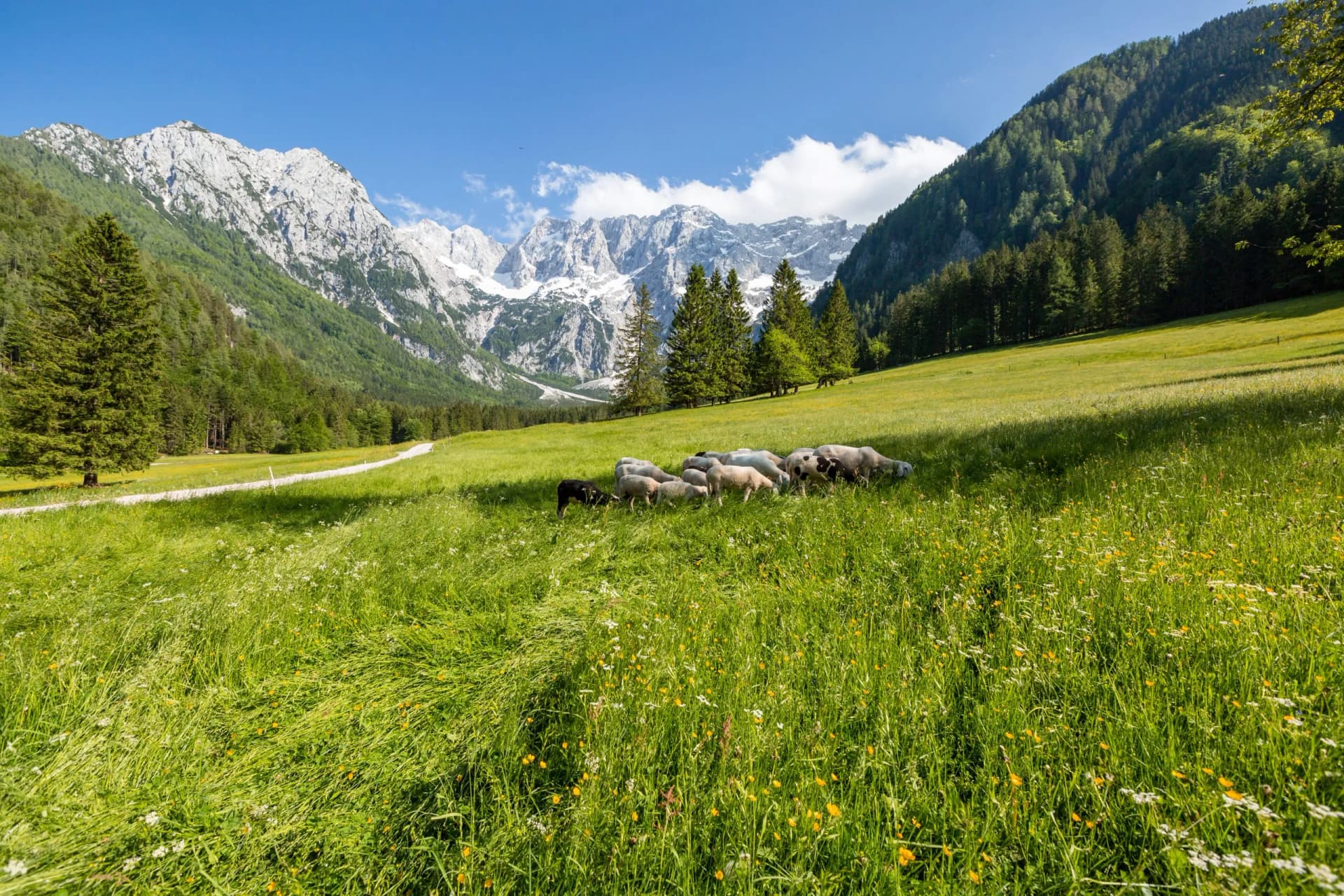 Sheep grazing in a lush green mountain pasture with Kamnik-Savinja Alps in Slovenia.