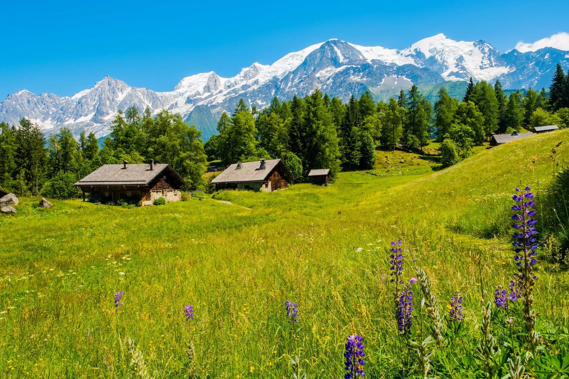 Chalet in grassy meadow with purple wildflowers, view of Mont Blanc from Charousse Les Houches.