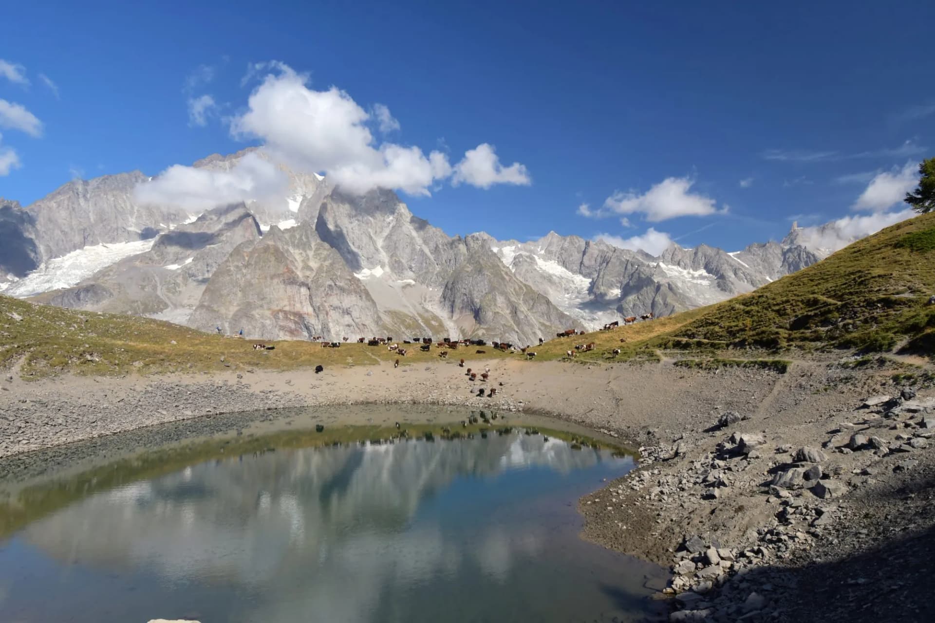 Cows grazing near rocky alpine lake reflecting massive snow-capped mountains under blue sky.