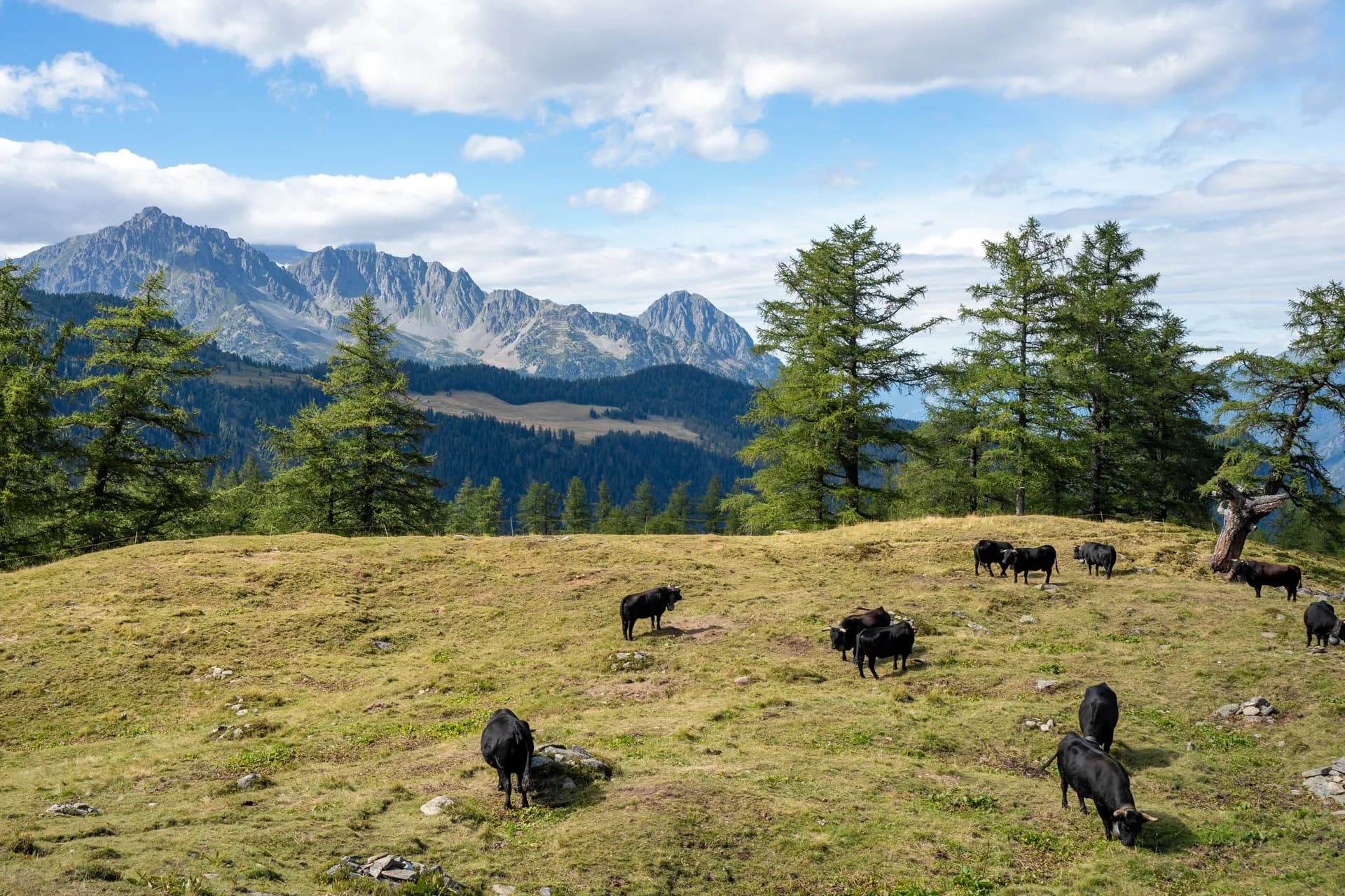 Black cattle grazing on grassy alpine pasture with pine trees and rugged mountains in background