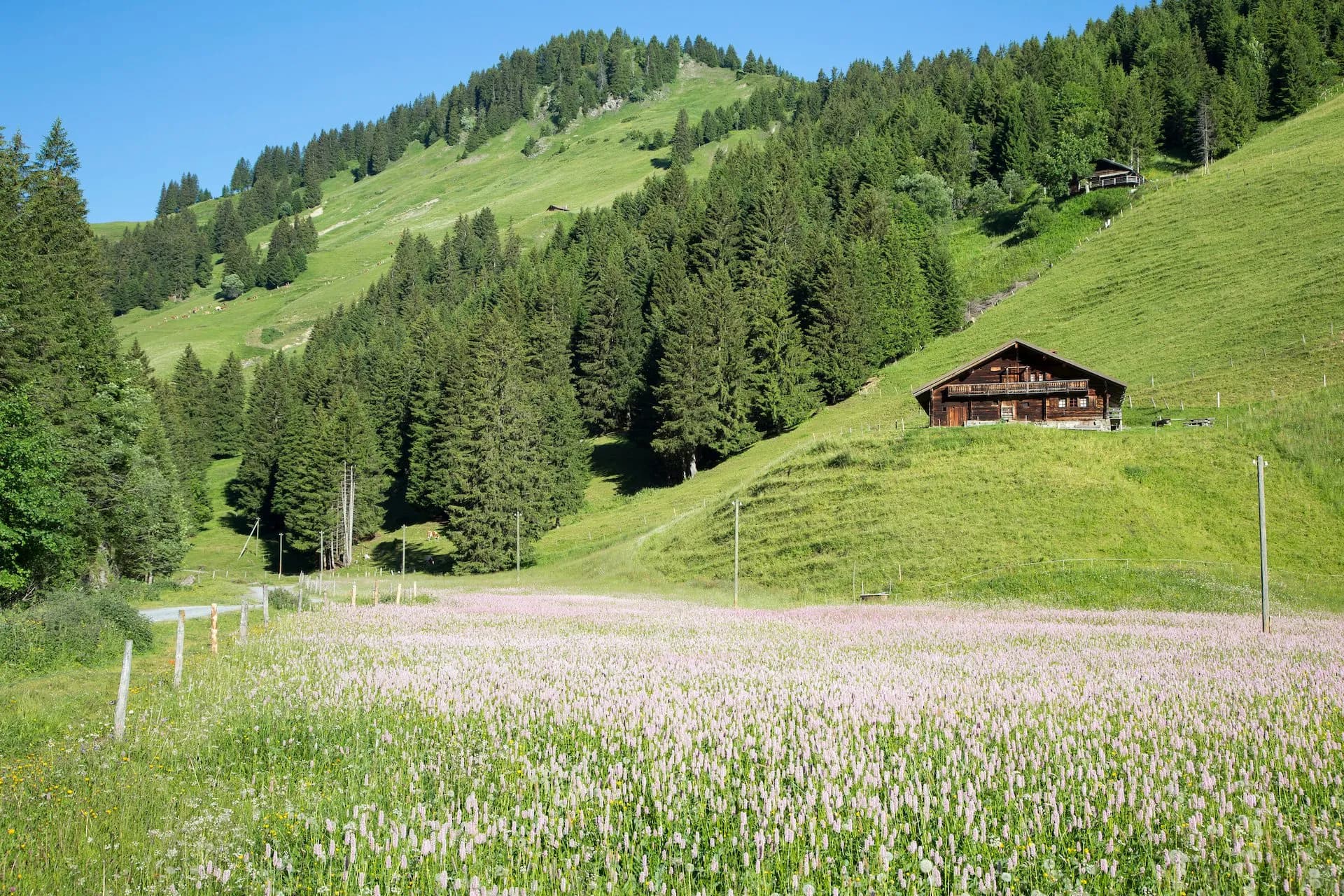 Field with pink flowers below a wooden chalet on a green, forested hillside in Barmaz, Champery.