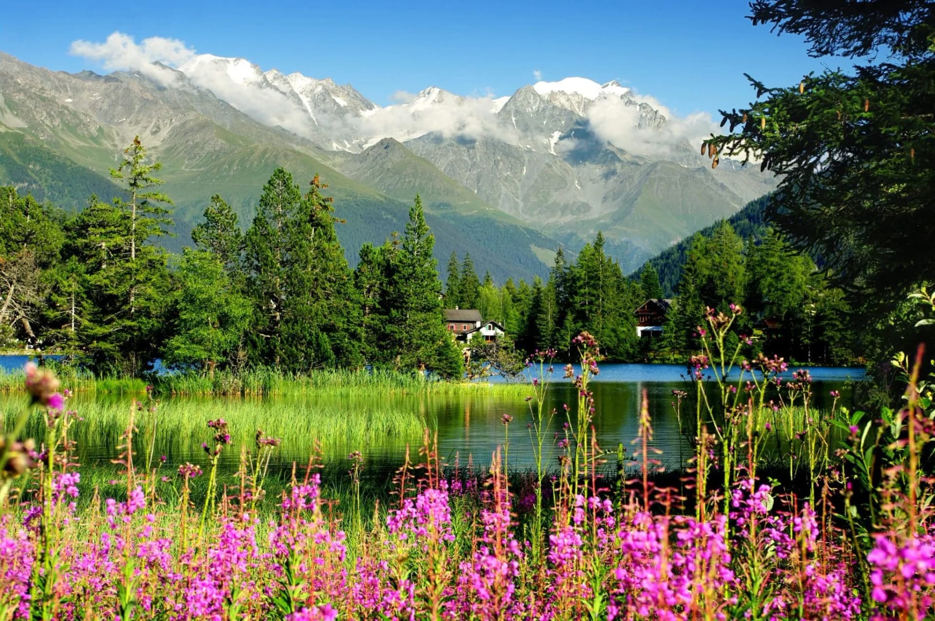 Alpine lake with purple wildflowers in foreground and snow-capped mountains in background