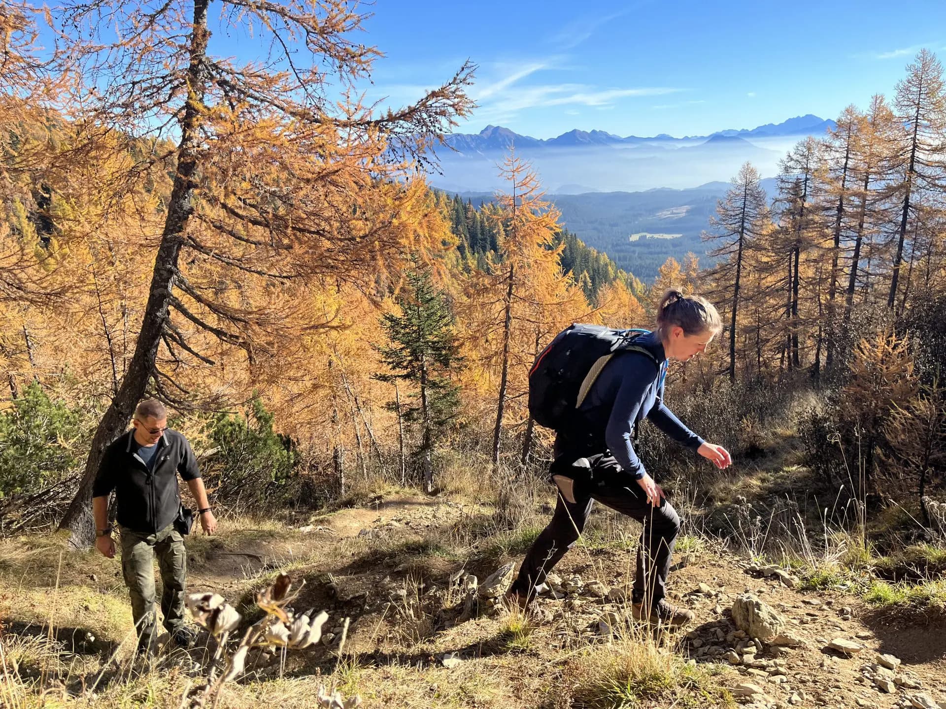 Hikers ascending a trail through golden autumn larch trees with distant mountains visible.