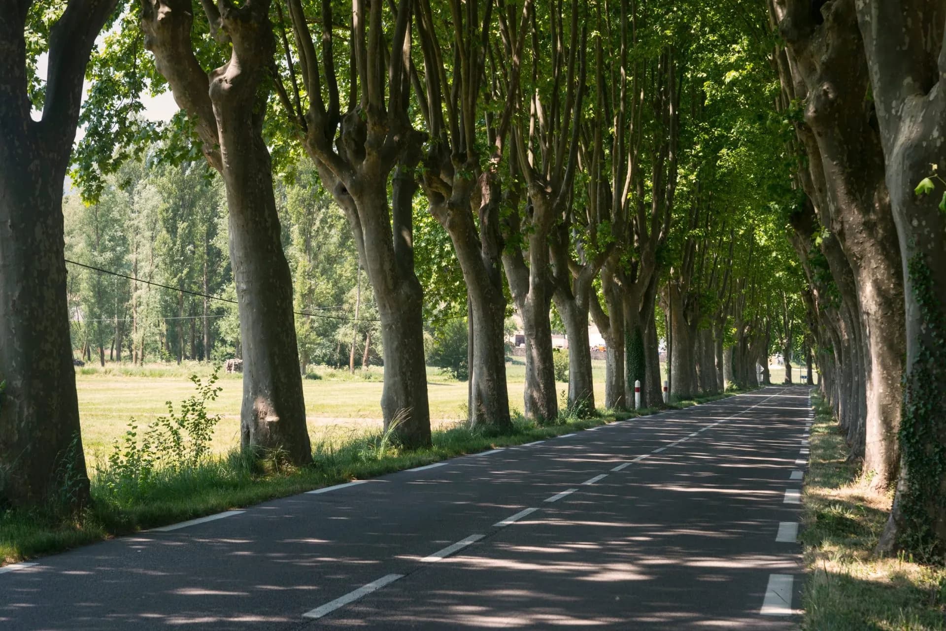 Tree-lined road in Provence with dappled sunlight on asphalt and green fields.