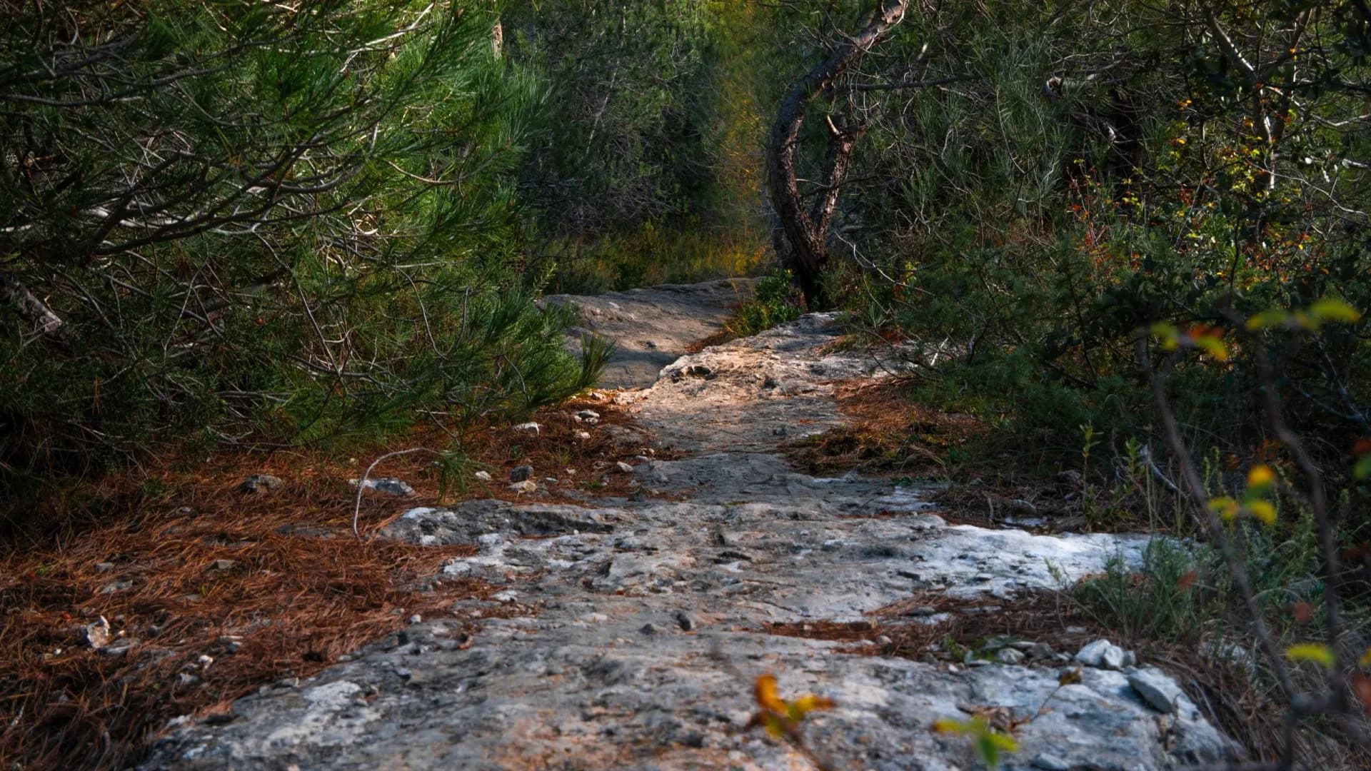 Rocky hiking trail winding through dense green forest with pine needles on the ground in Forêt des Cèdres.