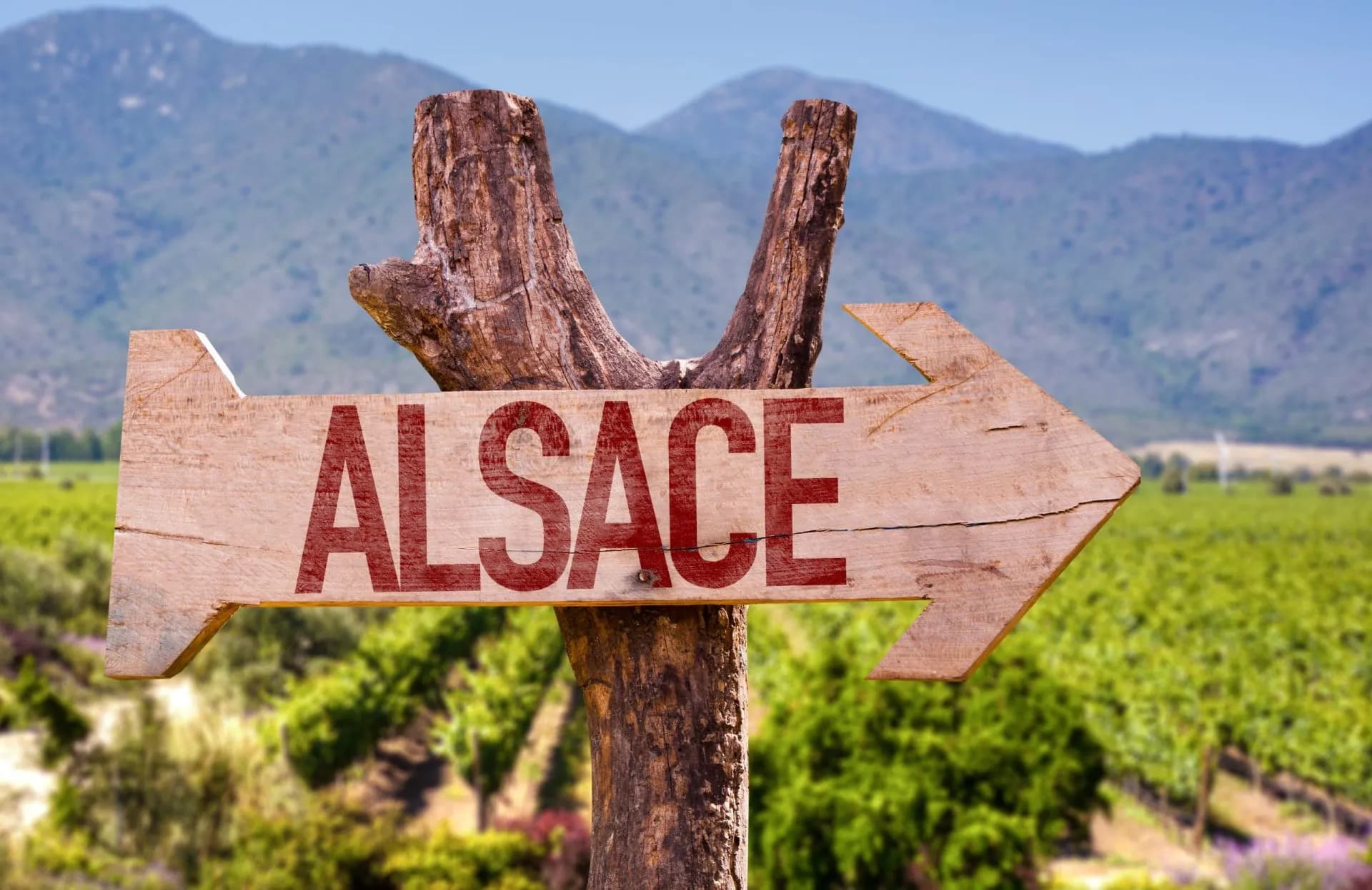 Wooden directional sign pointing right with "ALSACE" over vineyards and mountains.