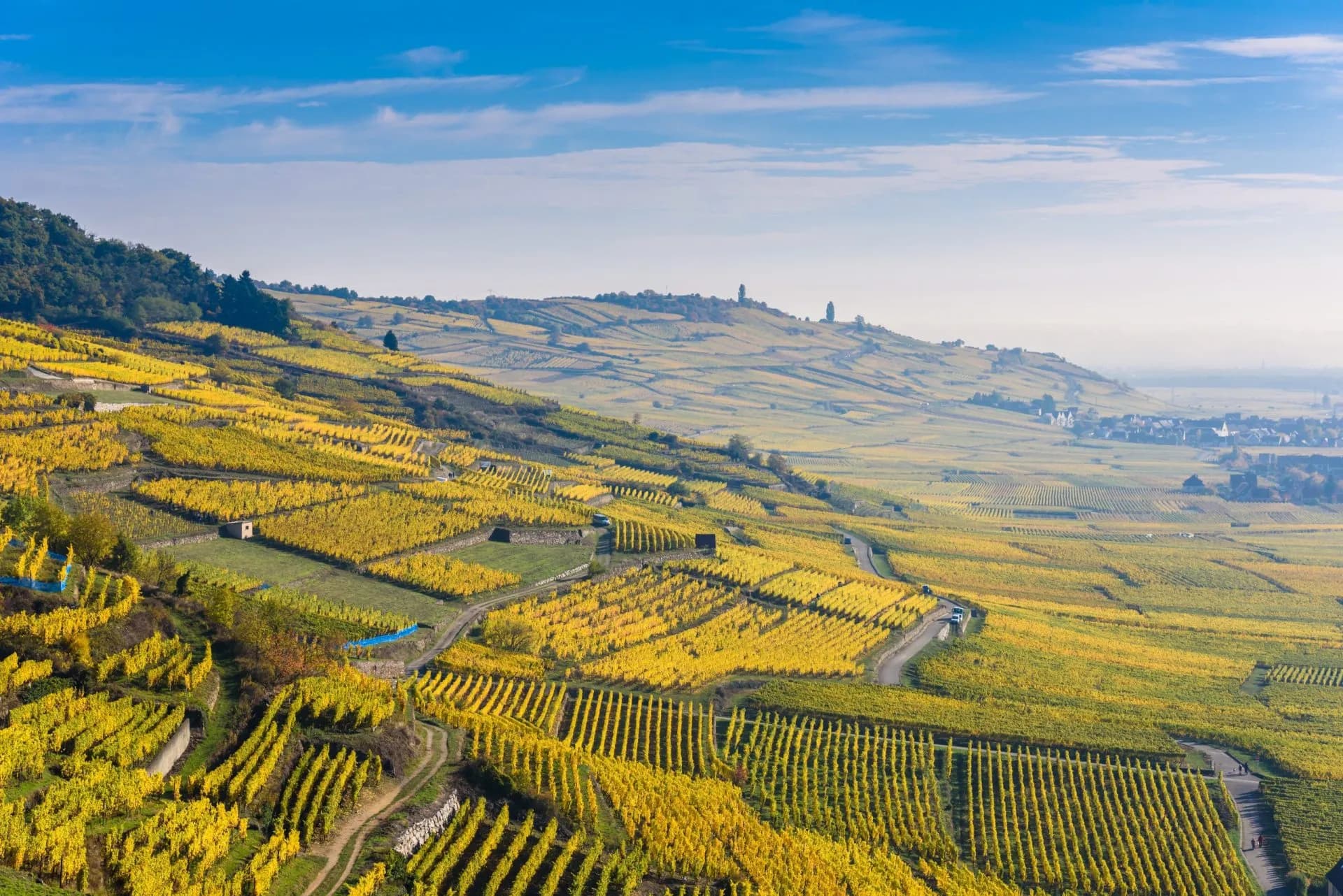 Vineyards with bright yellow autumn foliage sloping down toward Kaysersberg village under a blue sky.