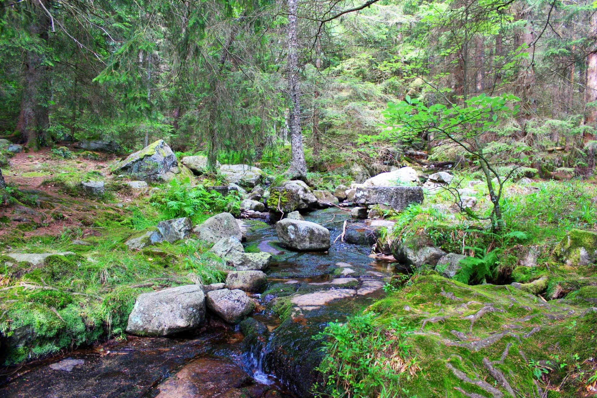 Stream flowing over mossy rocks through a dense green forest setting.