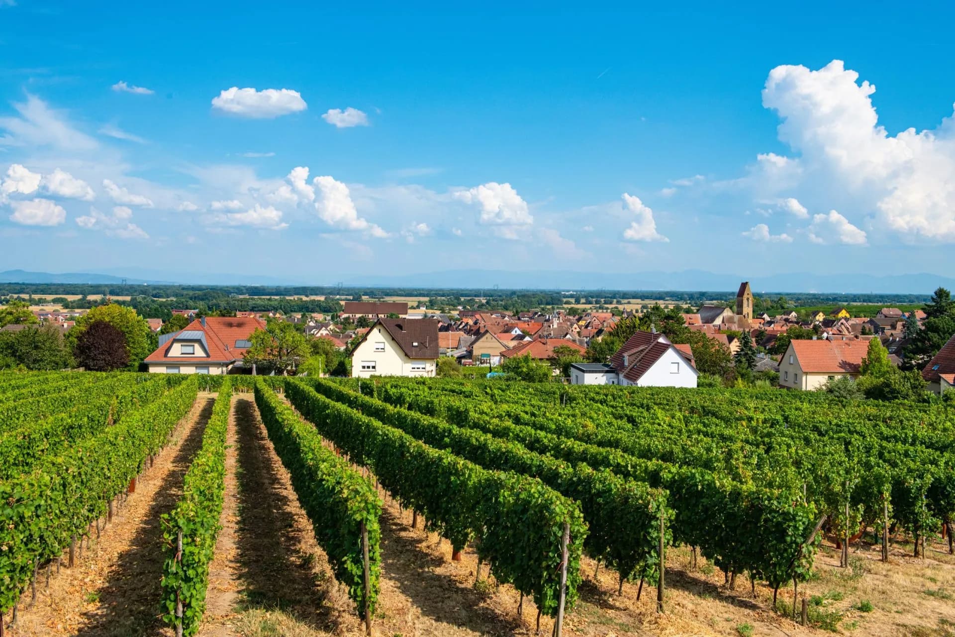 Vineyard rows leading to a village with red-roofed houses under a bright blue sky.