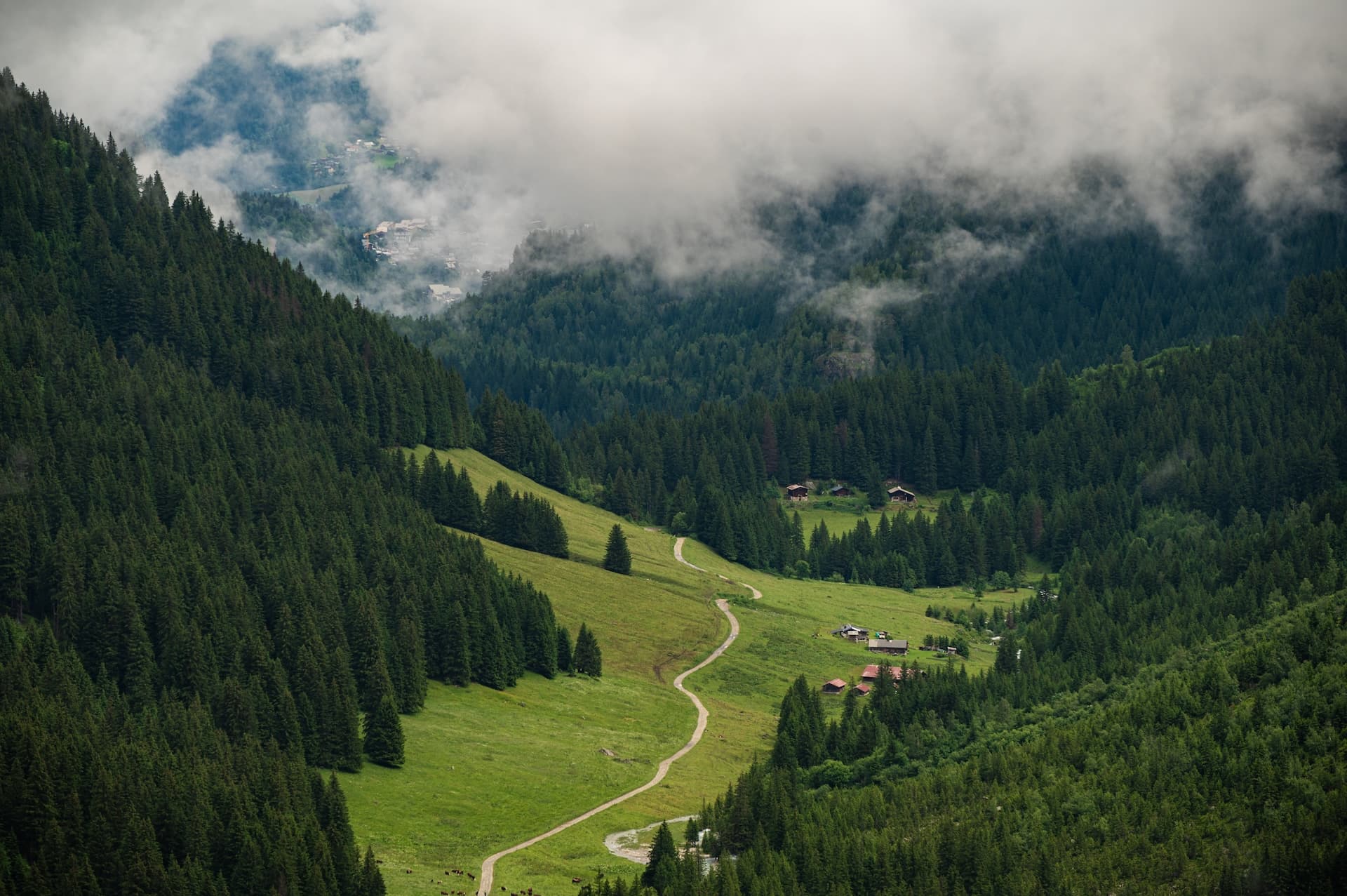 Winding path through green alpine meadow surrounded by dense pine forests under low clouds near Les Chapieux Valley.