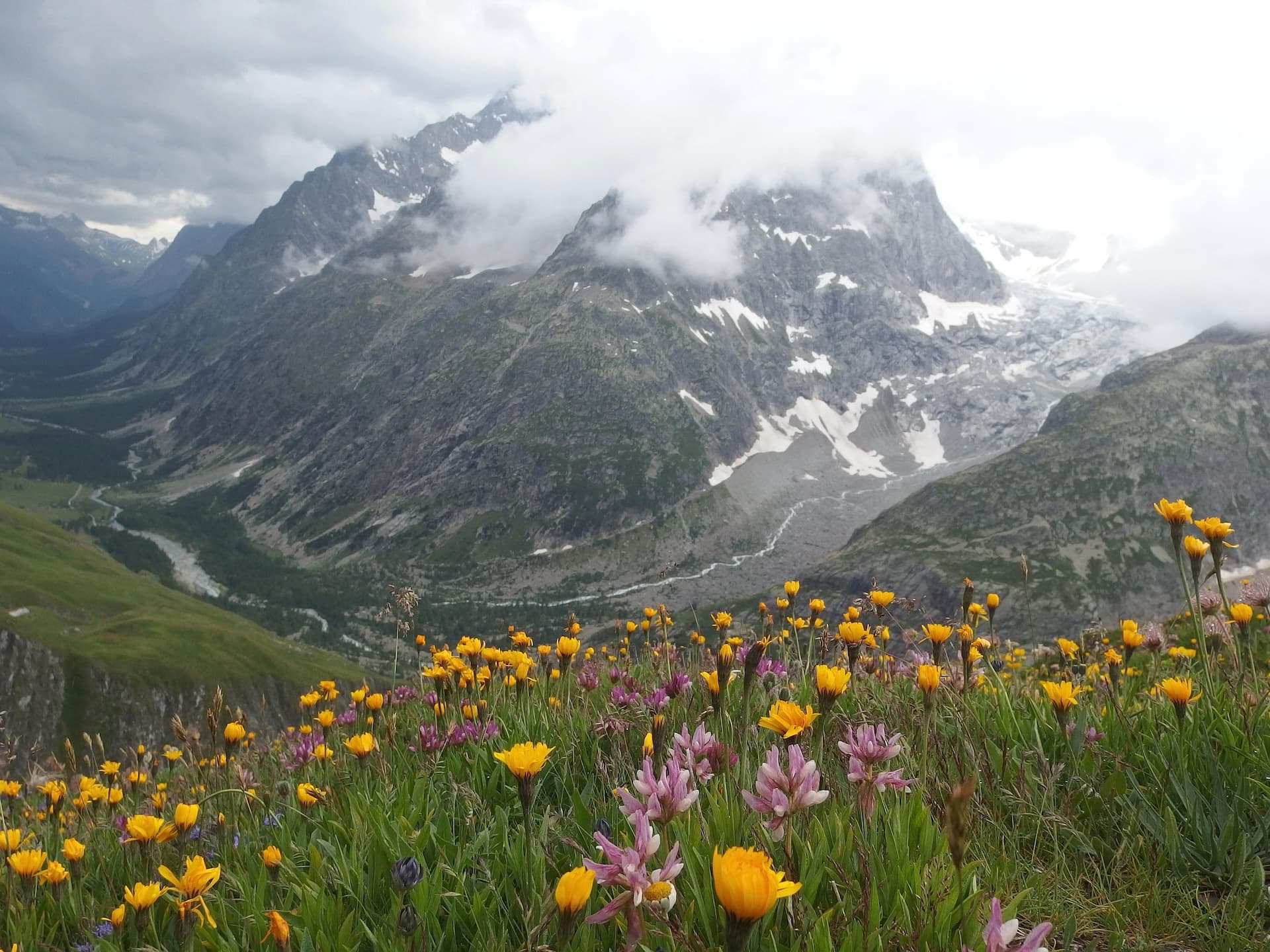 Alpine meadow with yellow and purple wildflowers overlooking mountains with snow and clouds, Grand Col Ferret.