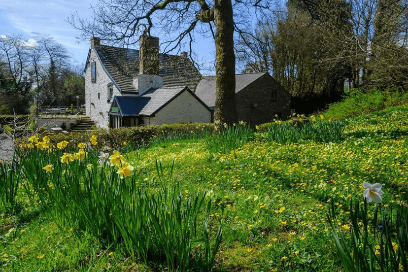 Stone inn building next to hillside covered in daffodils and small yellow spring flowers