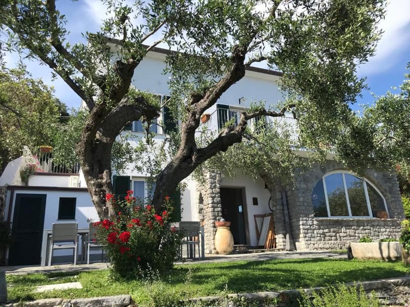 White villa with stone accents framed by large olive tree and red roses in Portovenere.
