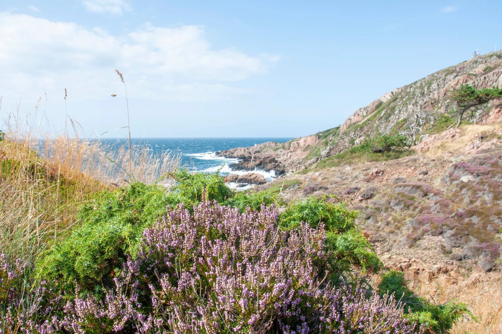 View of the wild coast line on the Kullen peninsula, in the nature reserve of Kullaberg, Sweden. Heather plants growing on the rocks in the foreground.