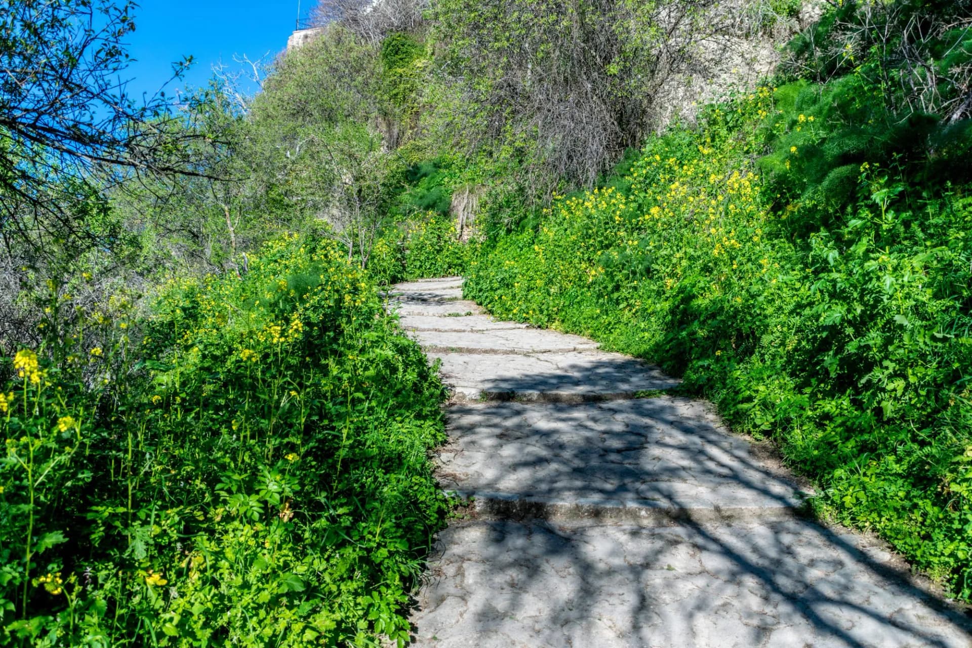 Stone path ascending hillside surrounded by lush green foliage and yellow wildflowers in Ronda, Spain.
