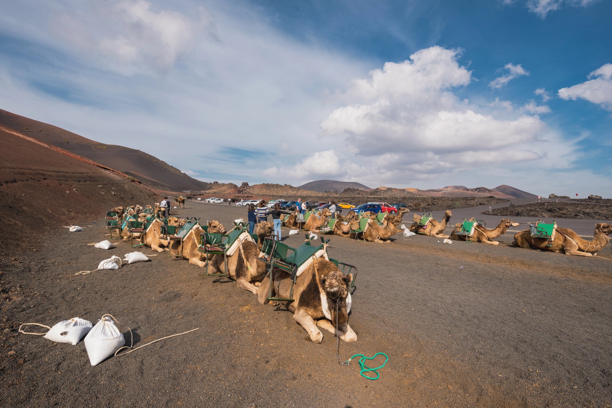 Camelli che riposano nel paesaggio vulcanico del parco nazionale di Timanfaya, Lanzarote, Isole Canarie, Spagna.