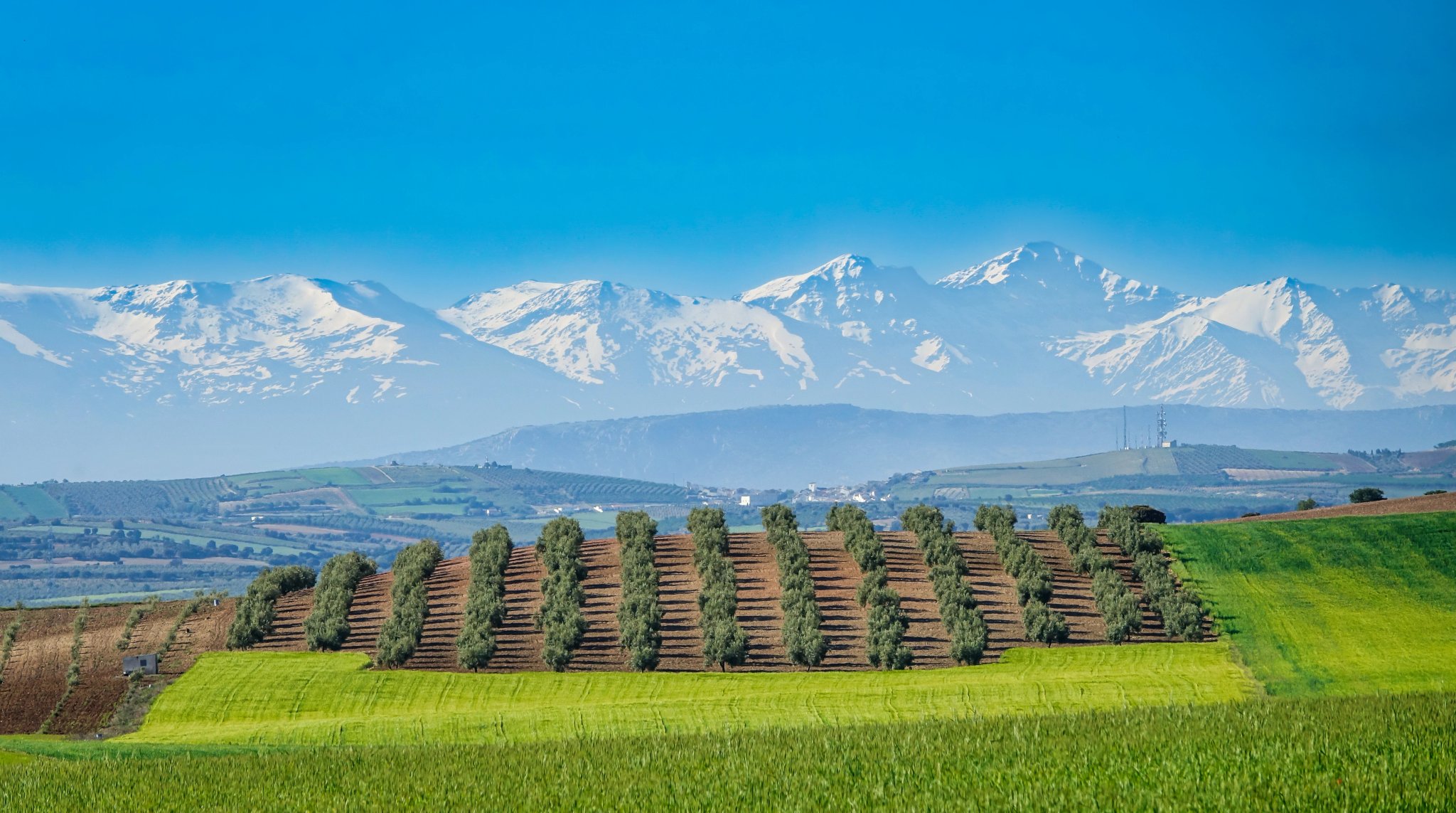 Utsikt över spannmålsfält och olivträd en solig vårdag mellan de andalusiska provinserna Jaén och Granada med de snötäckta topparna av Sierra Nevada i bakgrunden