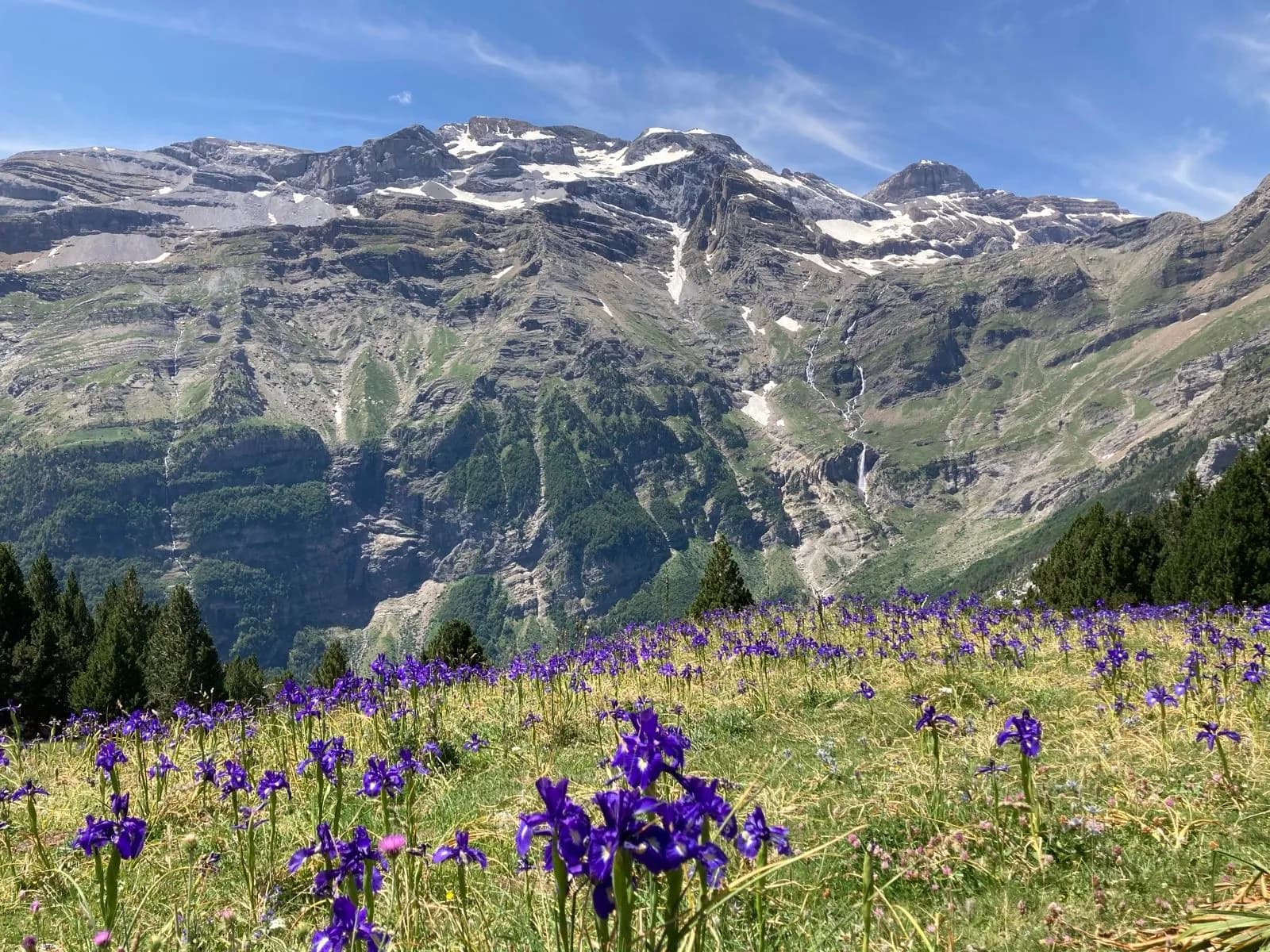 Field of purple irises below snow-capped mountains with waterfalls under a blue sky.