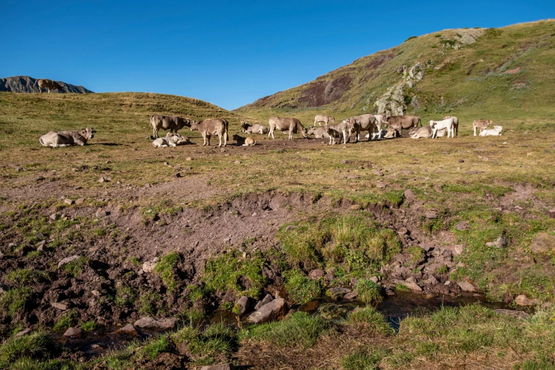 Herd of Pyrenean cows grazing on grassy hillside near Collado de la Cruz de Guardia, Huesca, Spain.