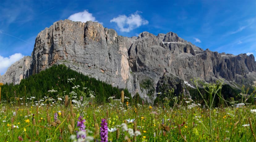 Sella Massif with flowers, South Tyrol, Europe