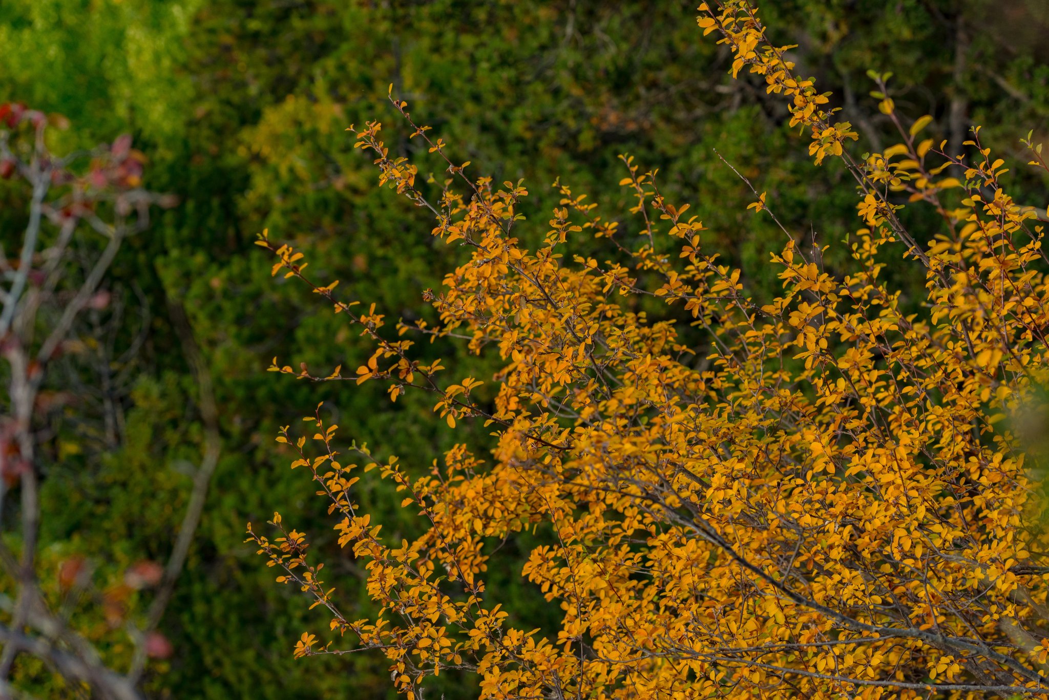 Het berg herfstlandschap met kleurrijk bos in Andorra.