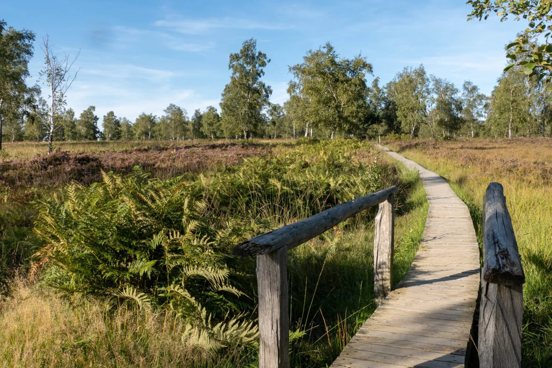 Heidelandschaft Struffelt