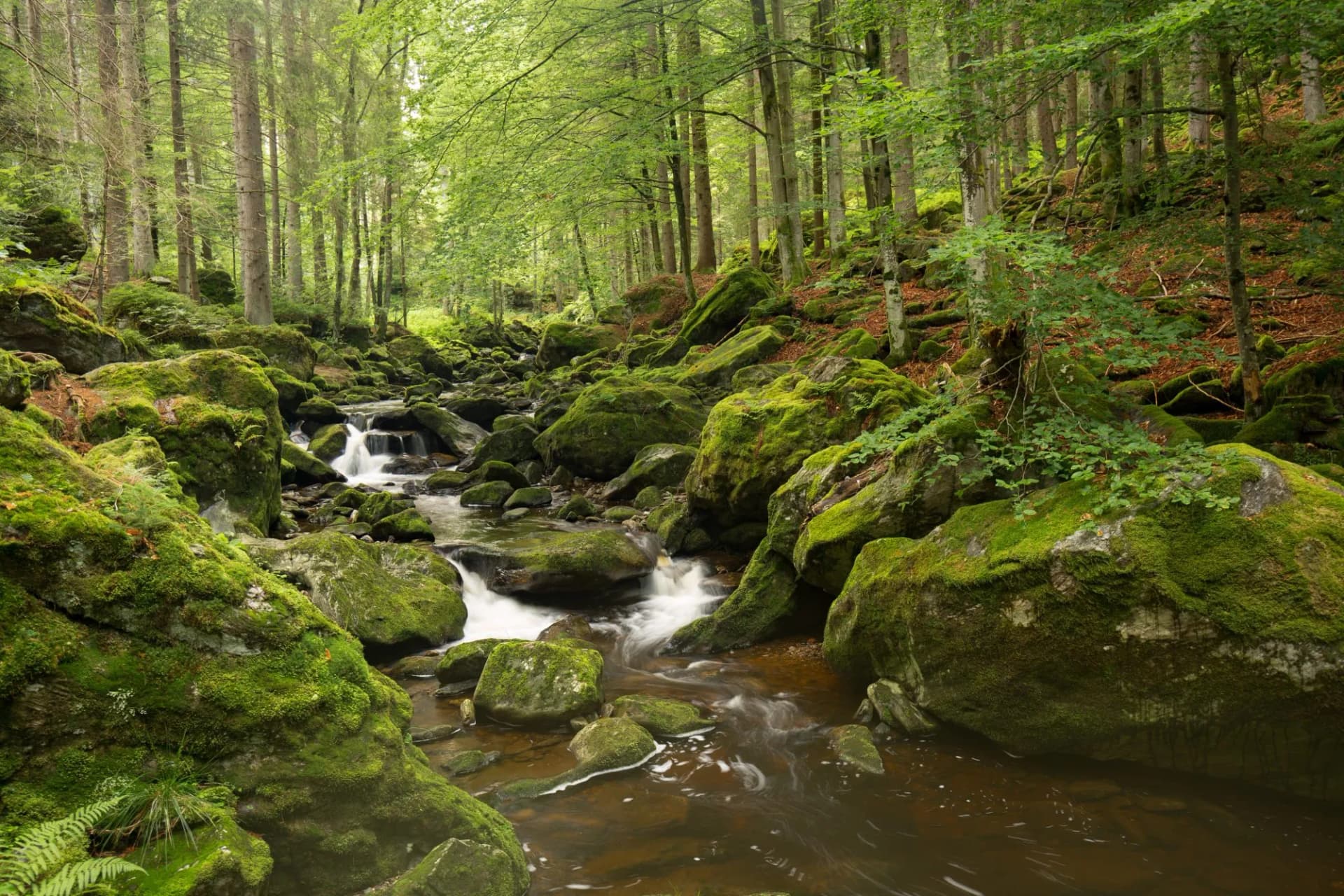 Waterfall in Bayerischer Wald Nationalpark