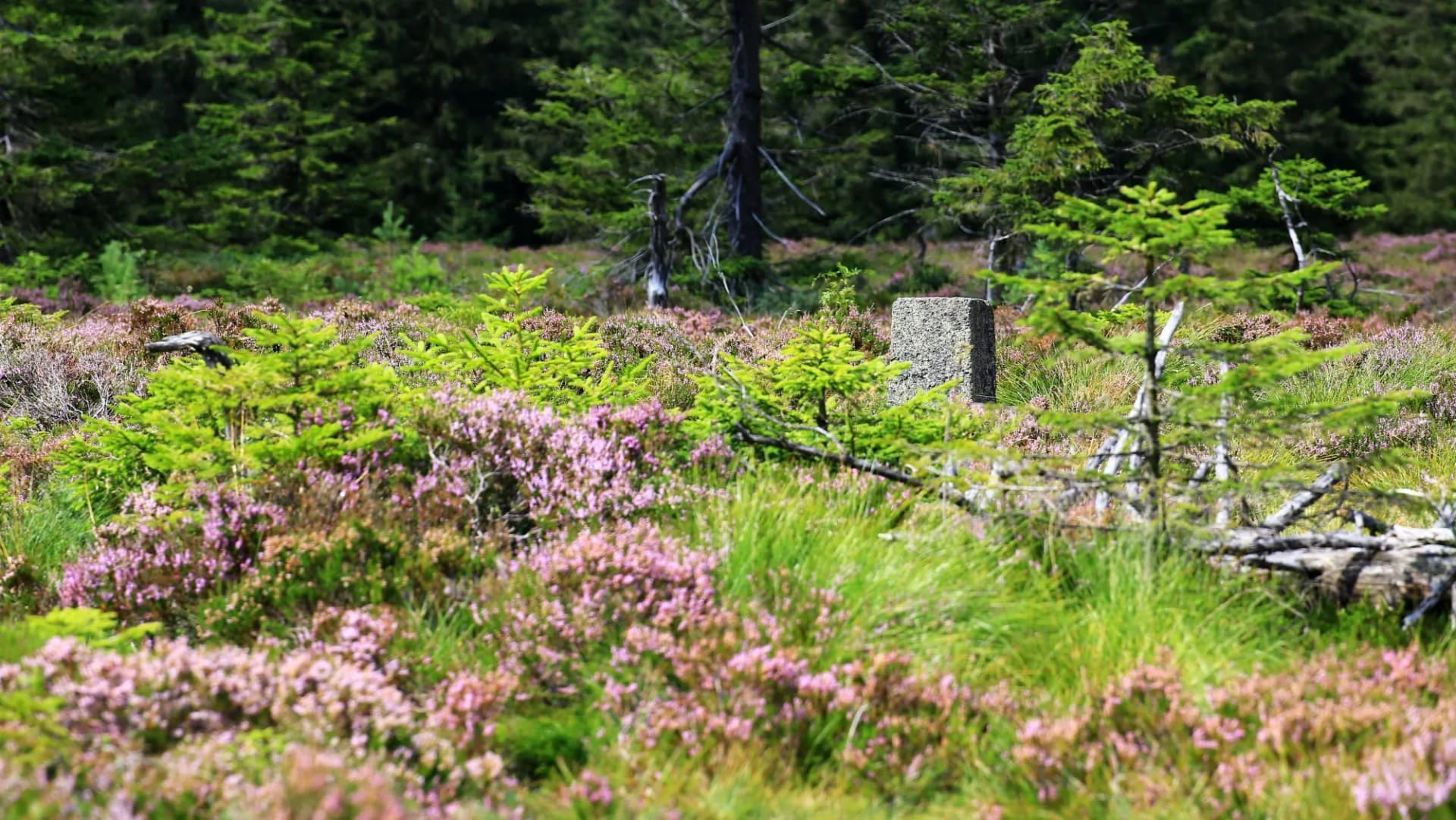 Bog at the Grosser Beerberg in Thuringia with a block marking a geodetic fixed point