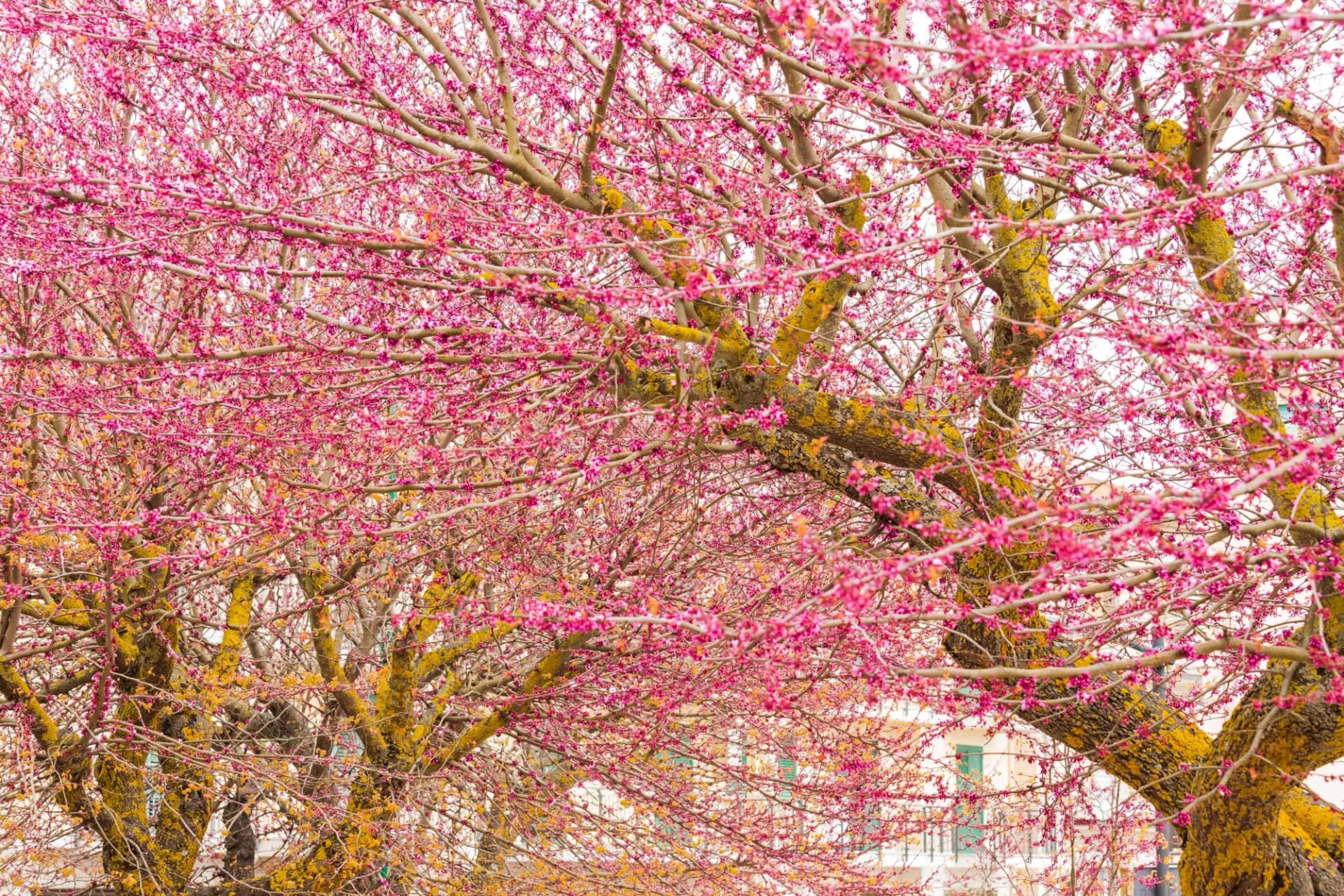 Italy, Sicily, Province of Palermo, Prizzi. Flower buds beginning to bloom on a Myrtle tree in the hill town of Prizzi.