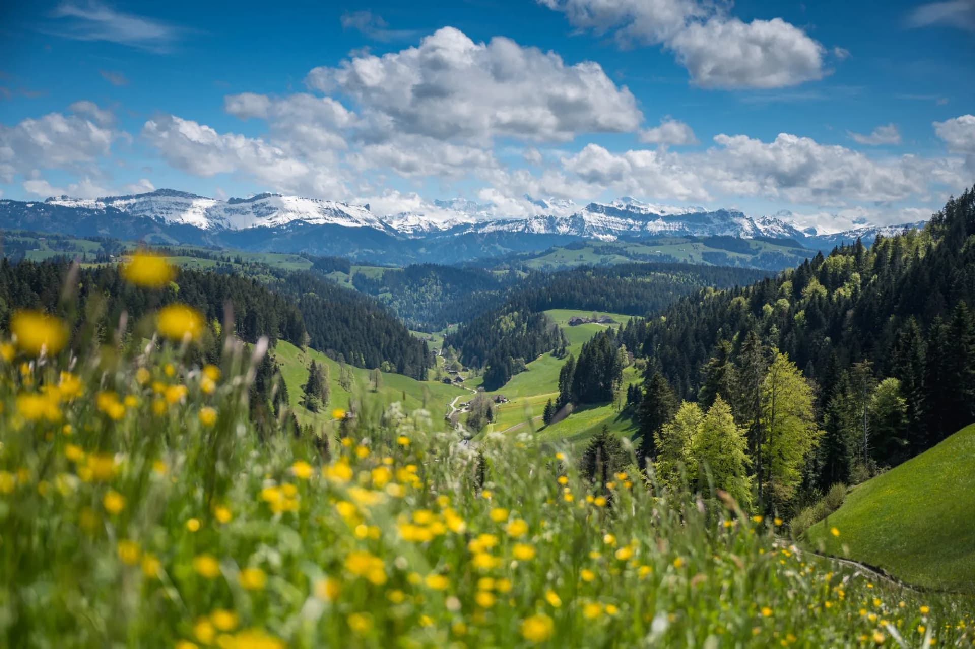 Spring meadow with yellow flowers overlooking green valleys and snow-capped mountains.