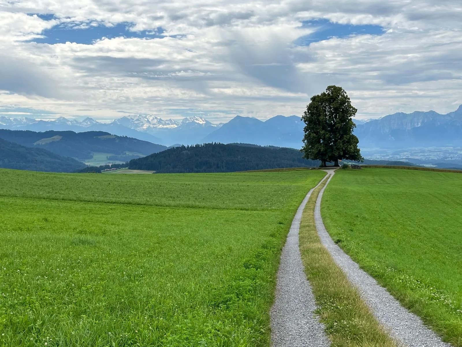 Gravel path leads to solitary tree across green field with snowy Alps in background