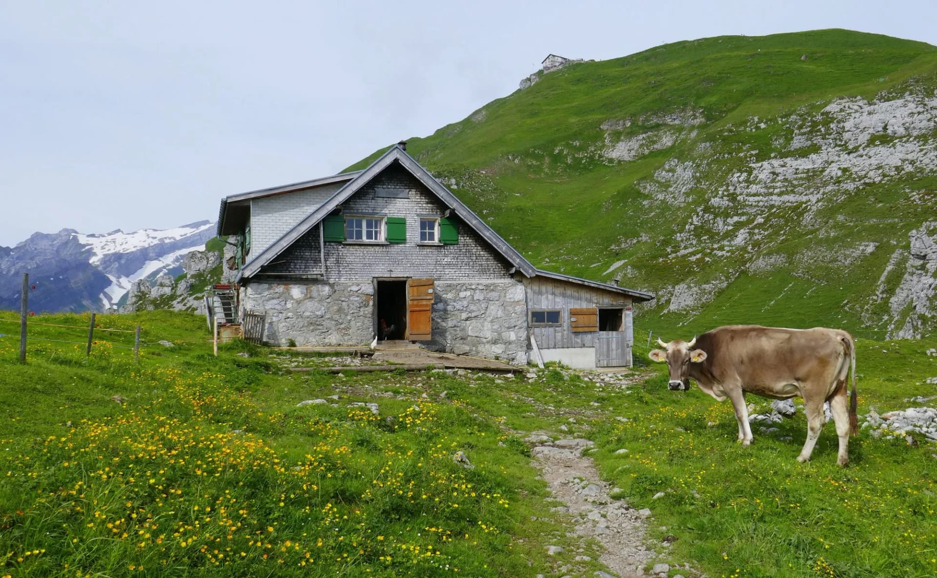Almhütte mit Kuh, im Hintergrund Berggasthaus Schäfler